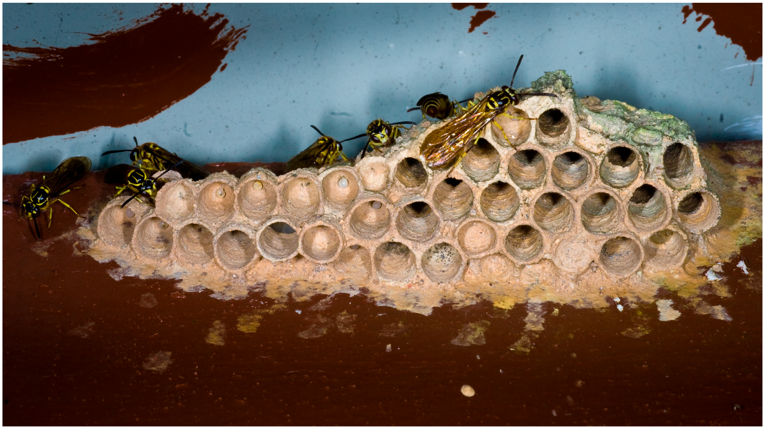 Insects 17 00322 g004