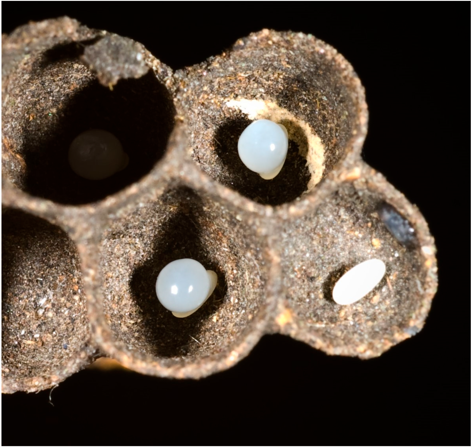 Insects 17 00322 g005