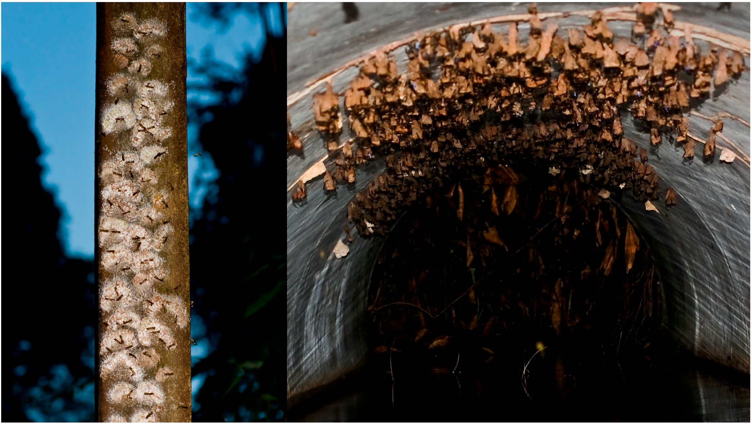 Insects 17 00322 g007