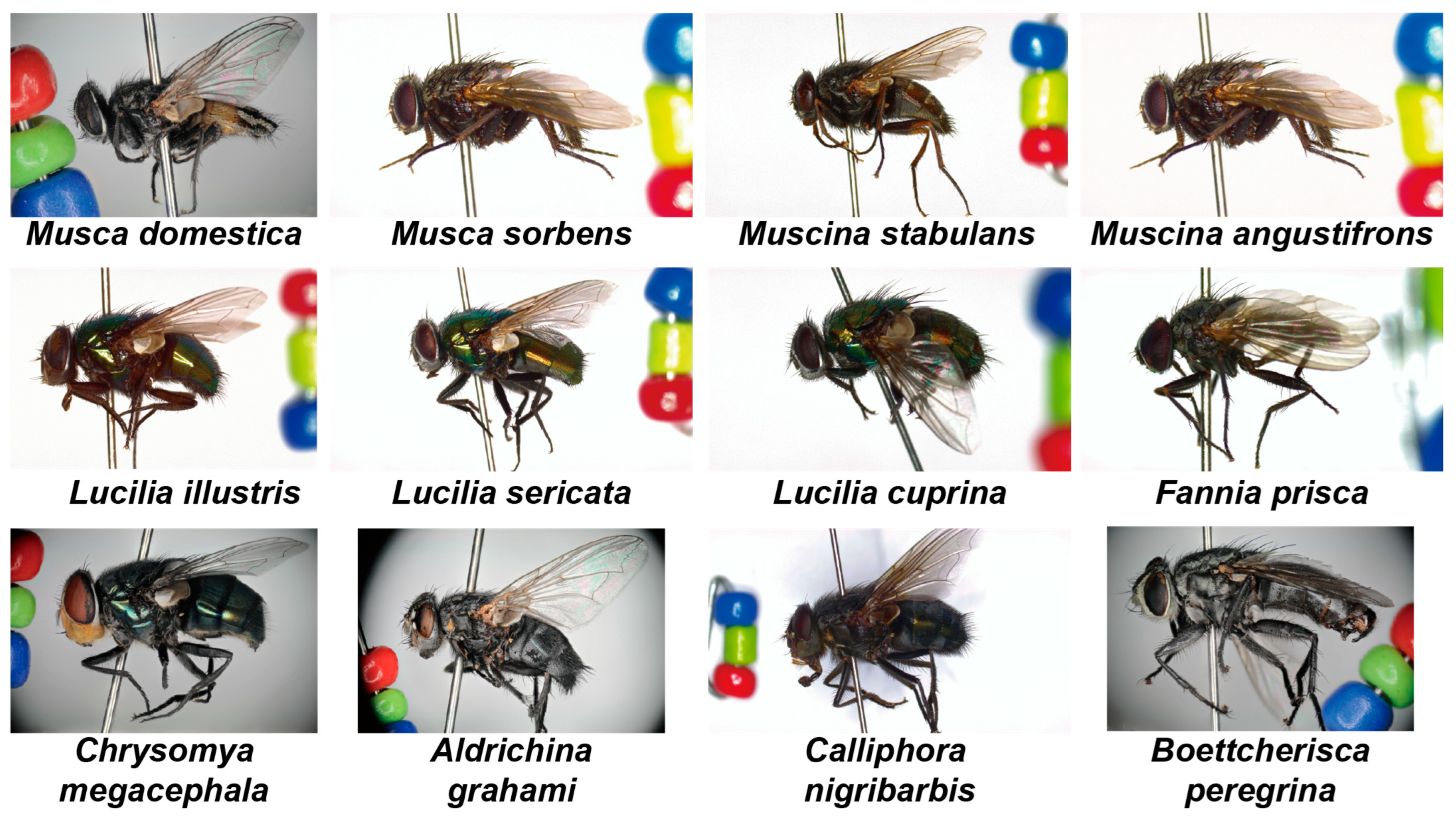 Insects 17 00381 g001 Insects 17 00381 g001