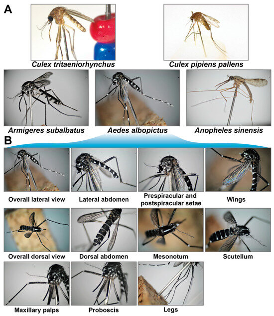 Insects 17 00381 g0a4