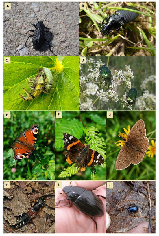 Insects 17 00551 g0a1