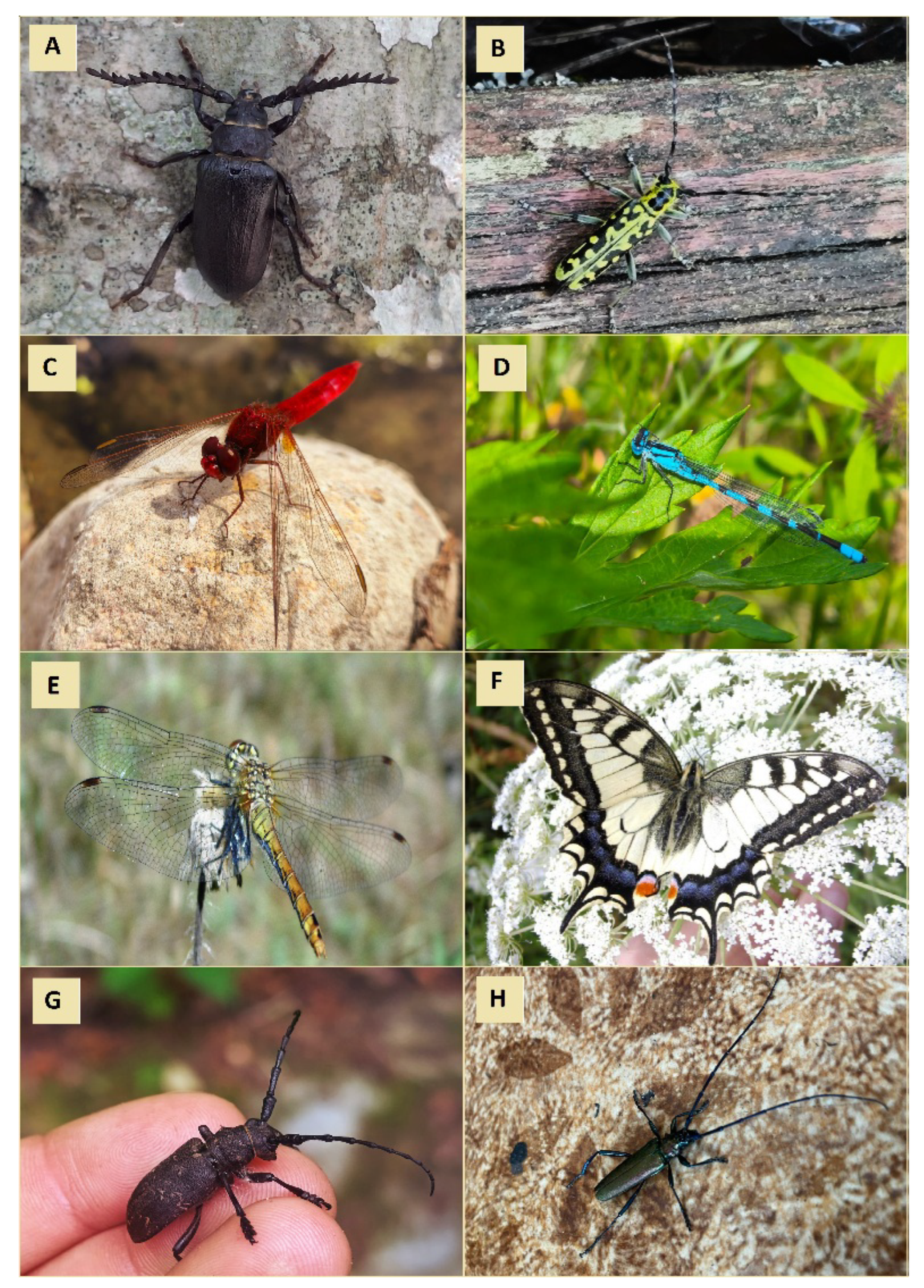 Insects 17 00551 g0a2 Insects 17 00551 g0a2