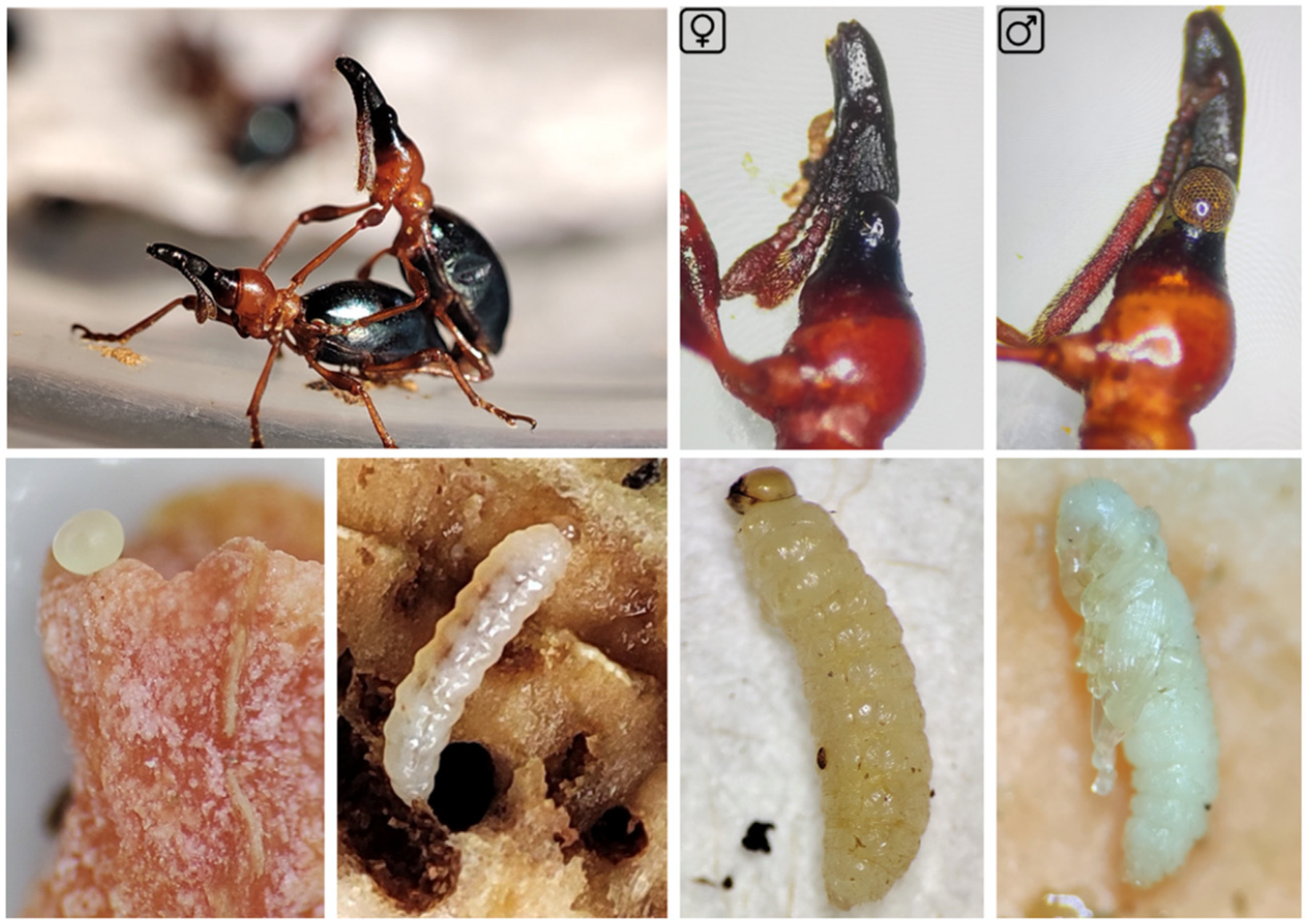 Insects 17 00620 g001 Insects 17 00620 g001