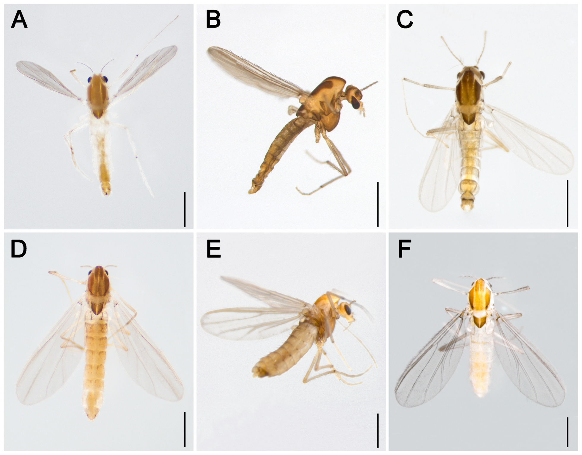 Insects 17 00814 g001 Insects 17 00814 g001