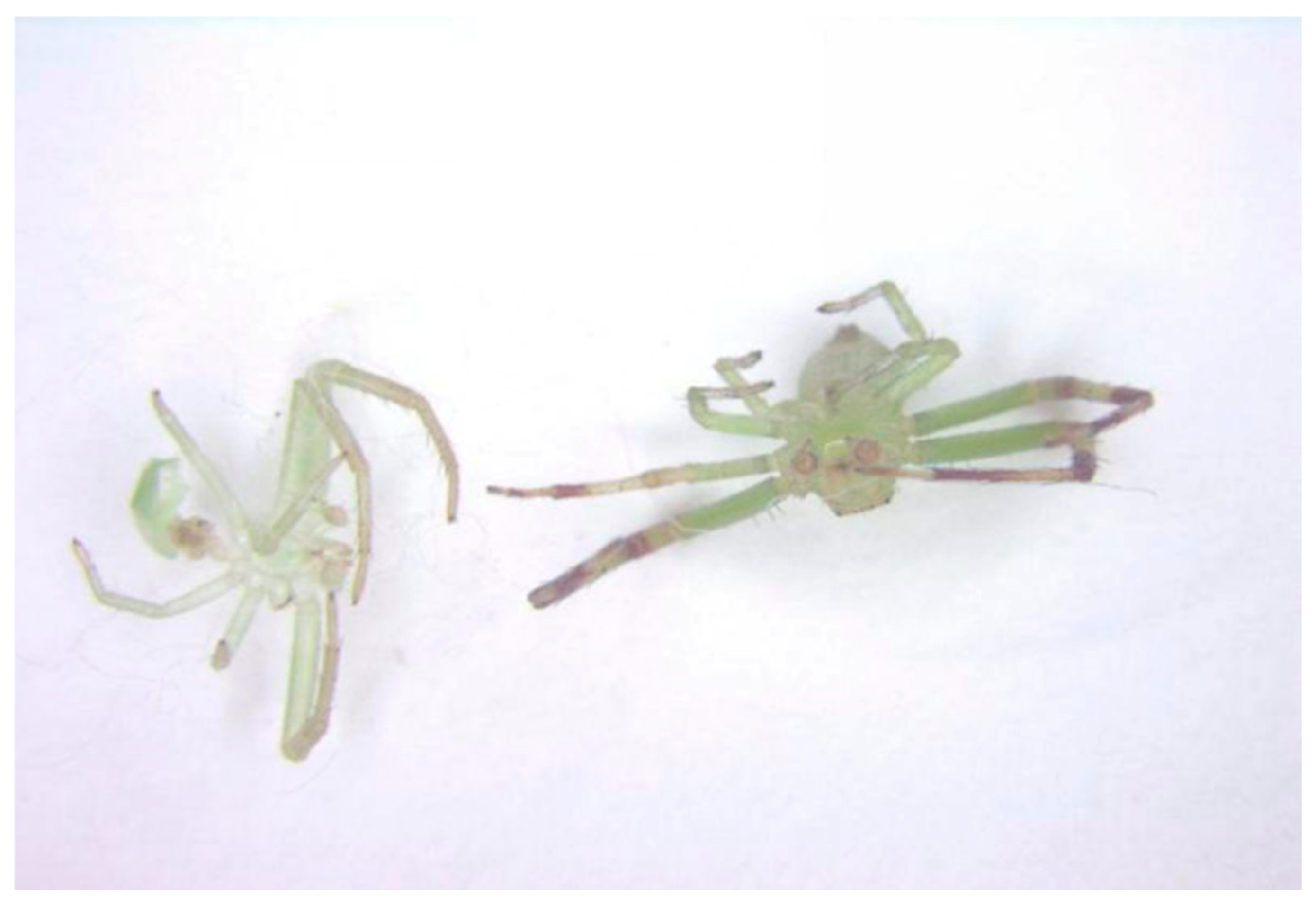 Insects 17 00833 g003