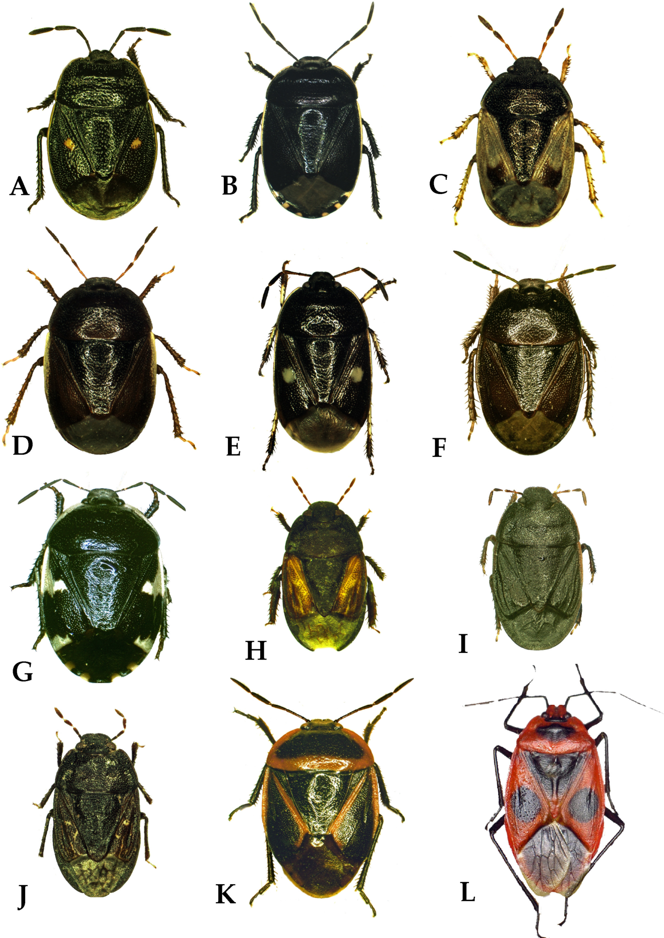 Insects 17 00835 g004