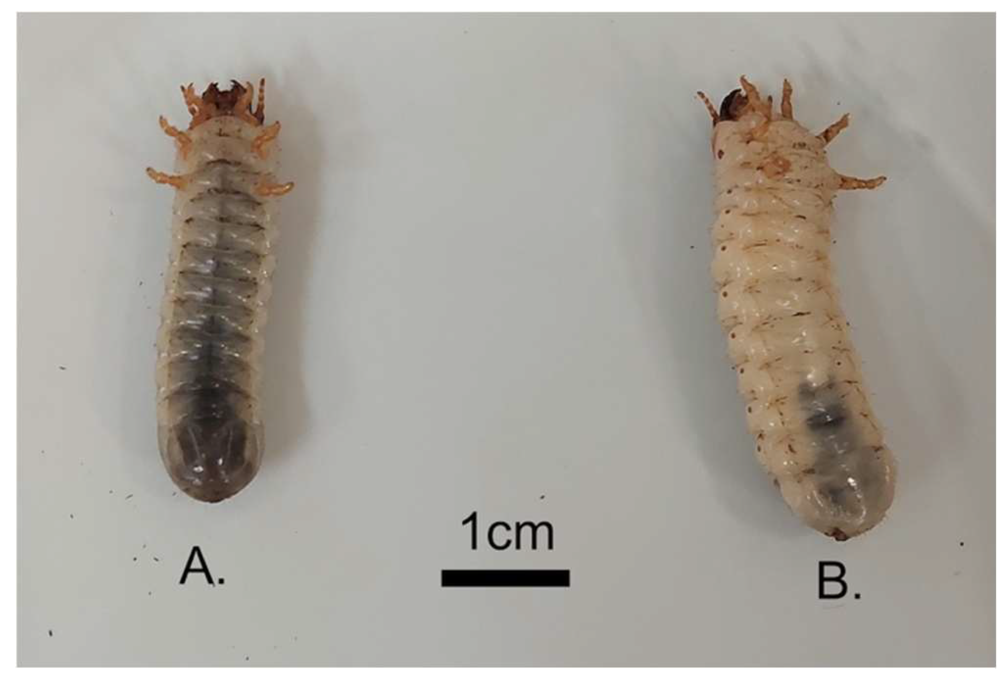Insects 17 00871 g001