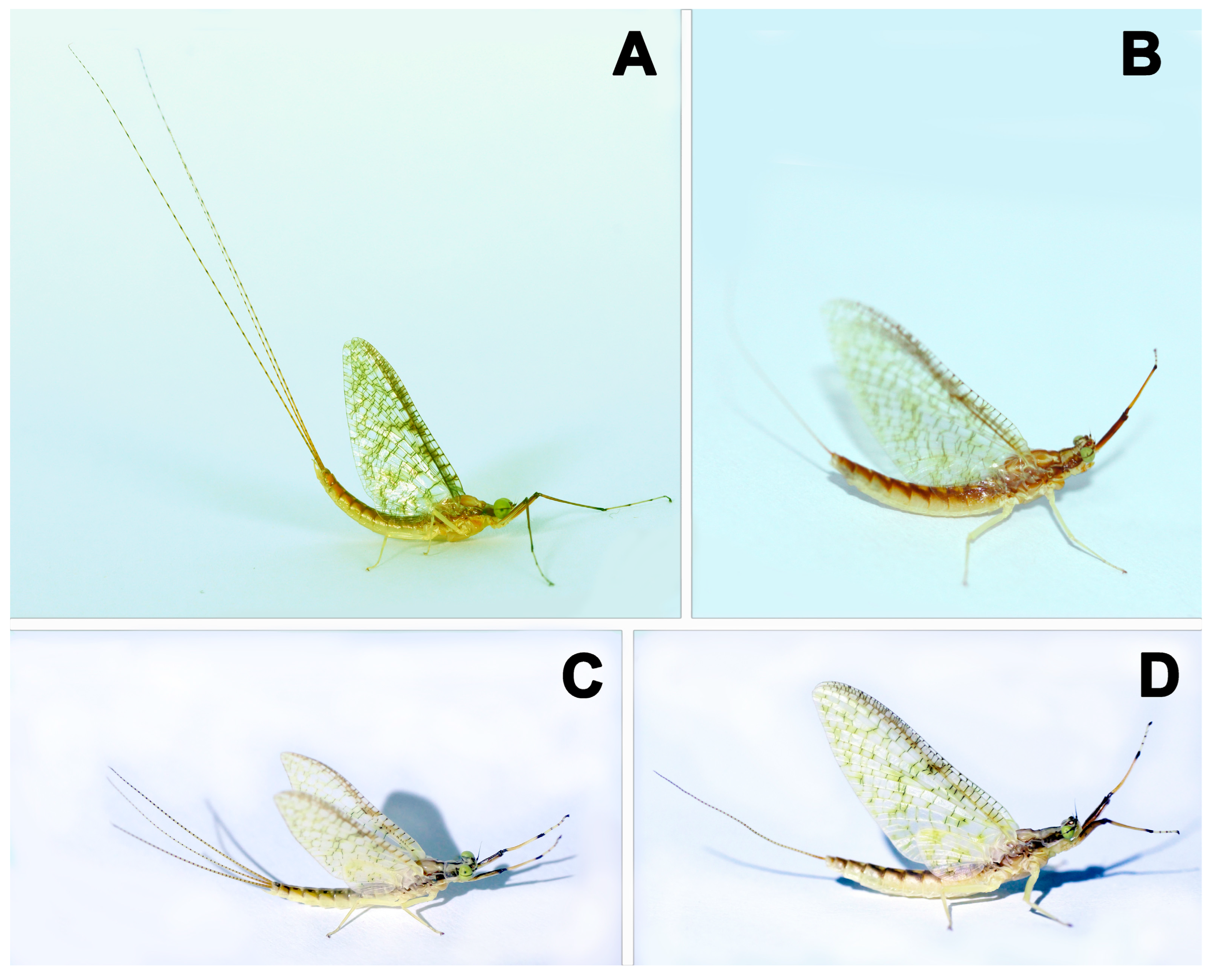 Insects 17 00894 g001