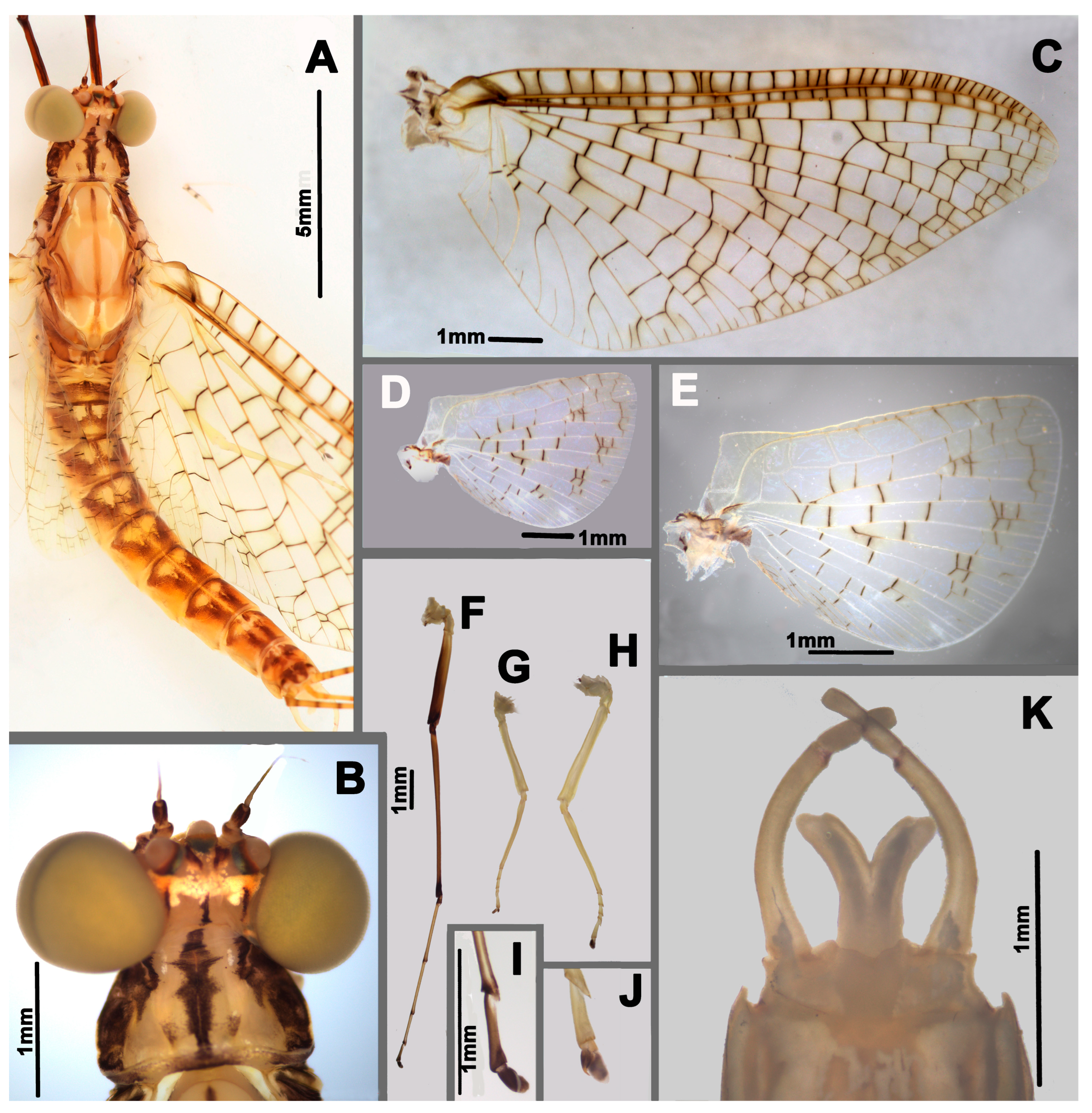 Insects 17 00894 g002