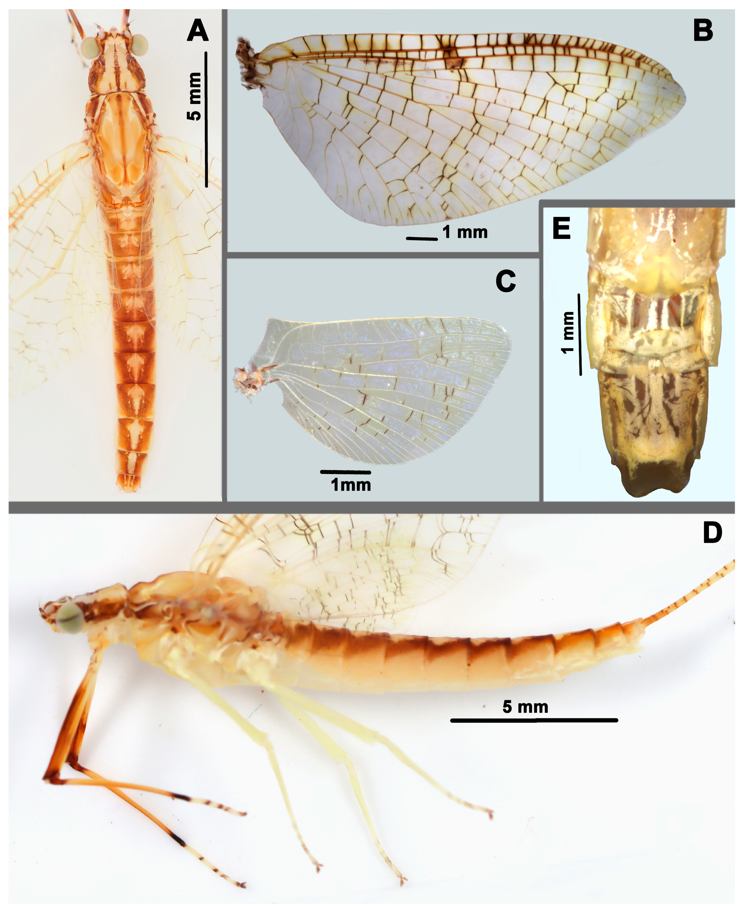Insects 17 00894 g003