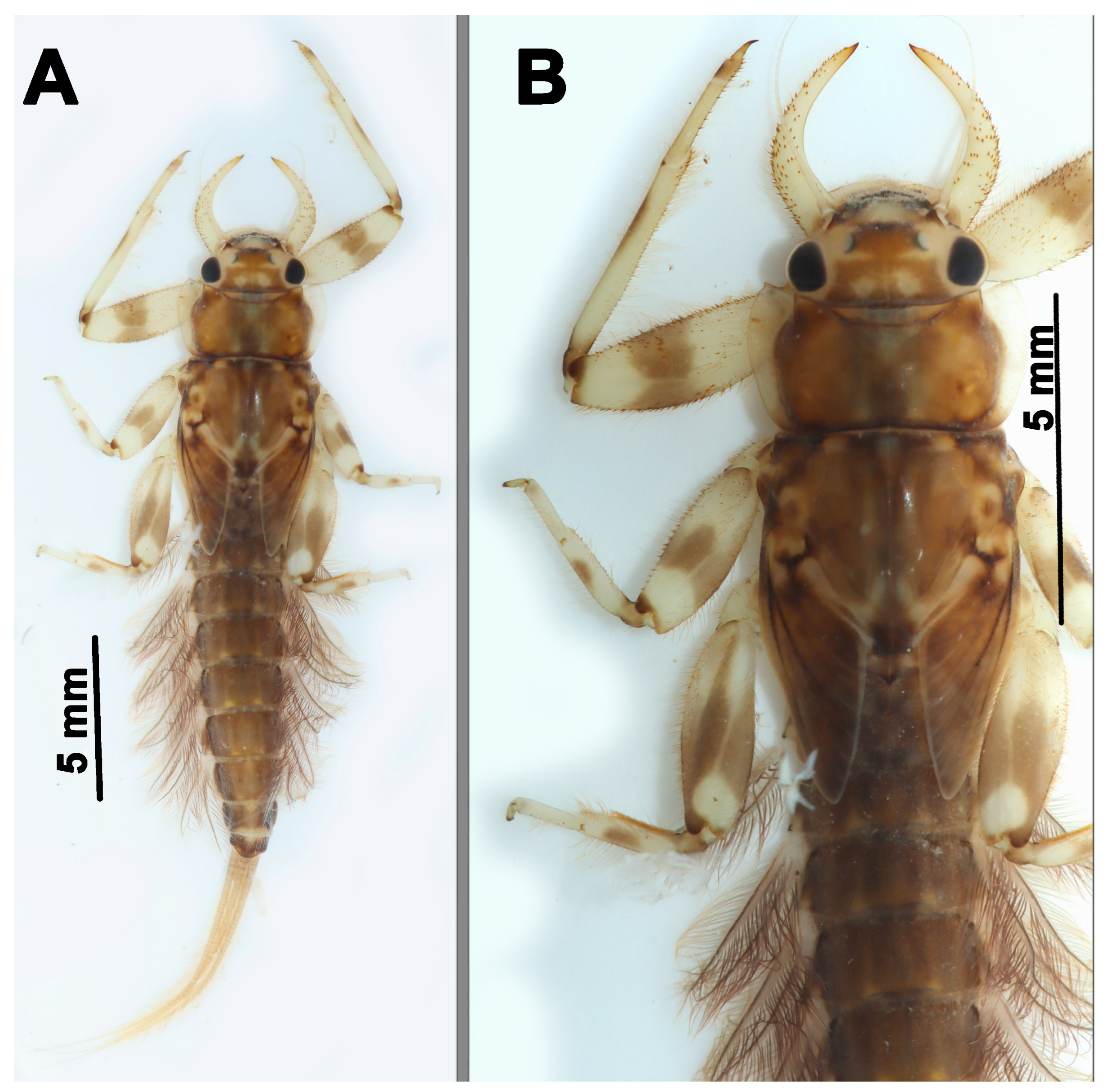 Insects 17 00894 g004