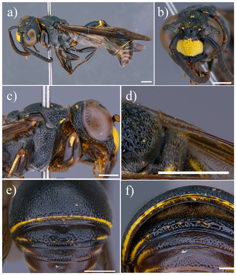 Insects 17 00898 g005 Insects 17 00898 g005