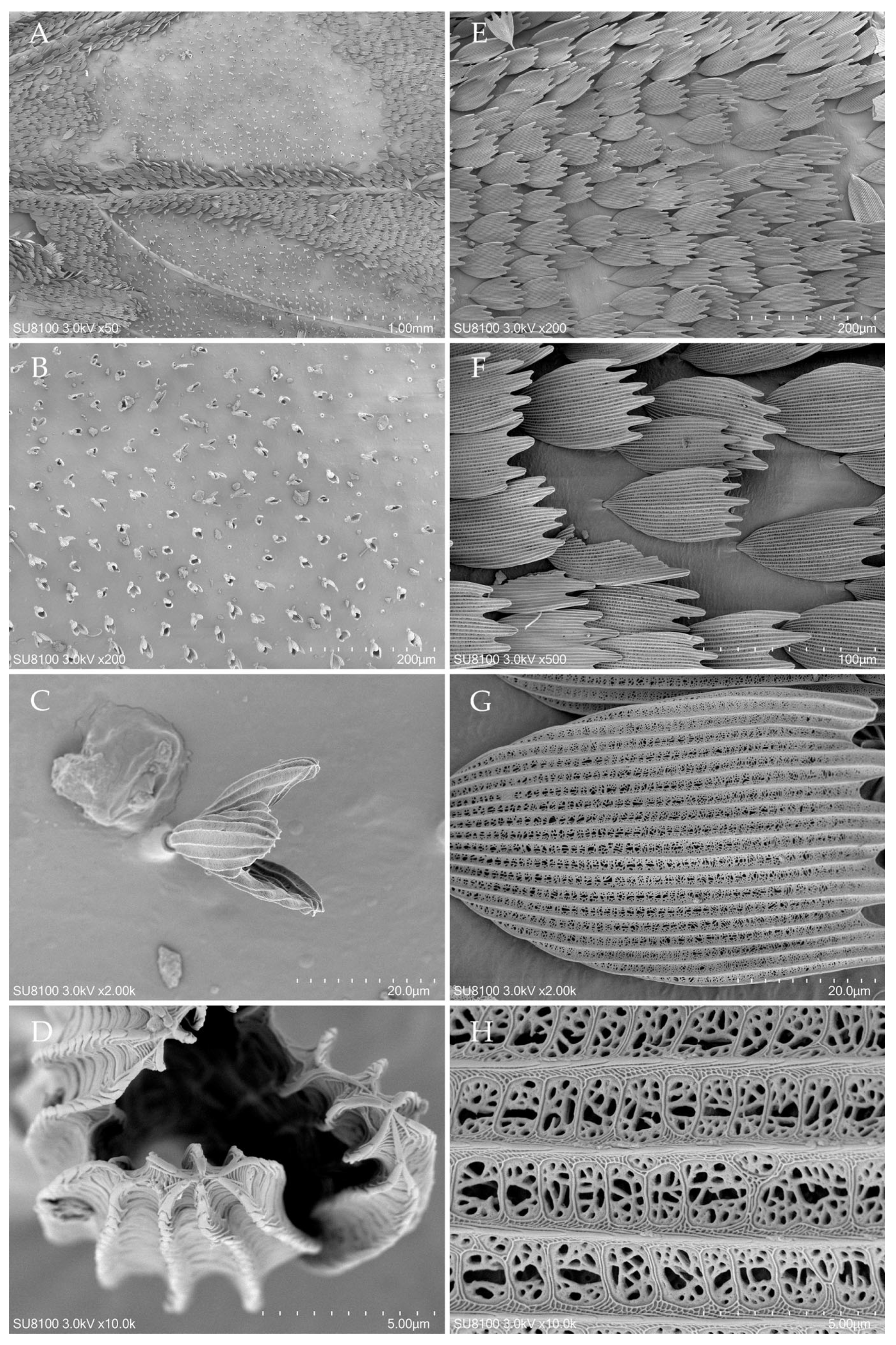Insects 17 00999 g006 Insects 17 00999 g006