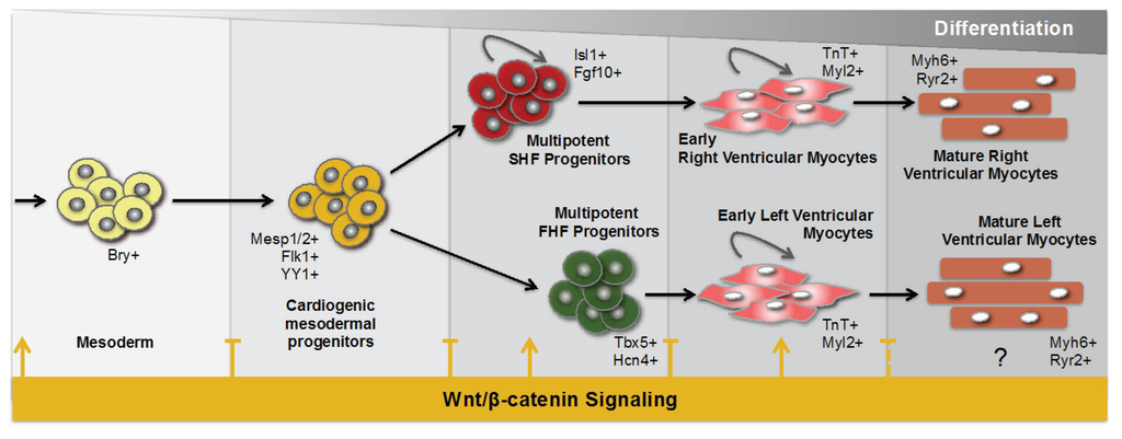 Jcdd 01 00098 g001 1024