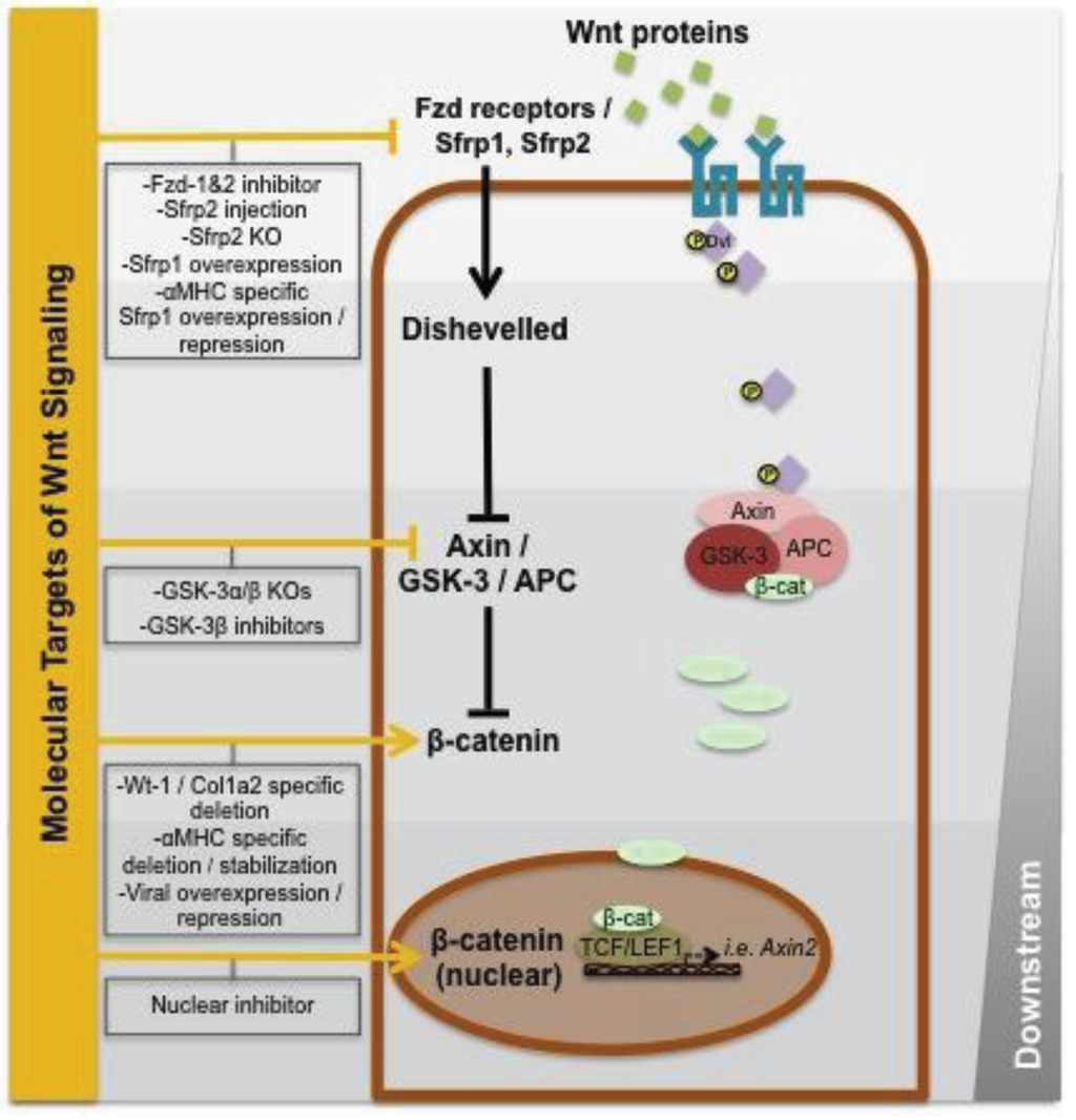 Jcdd 01 00098 g002 1024