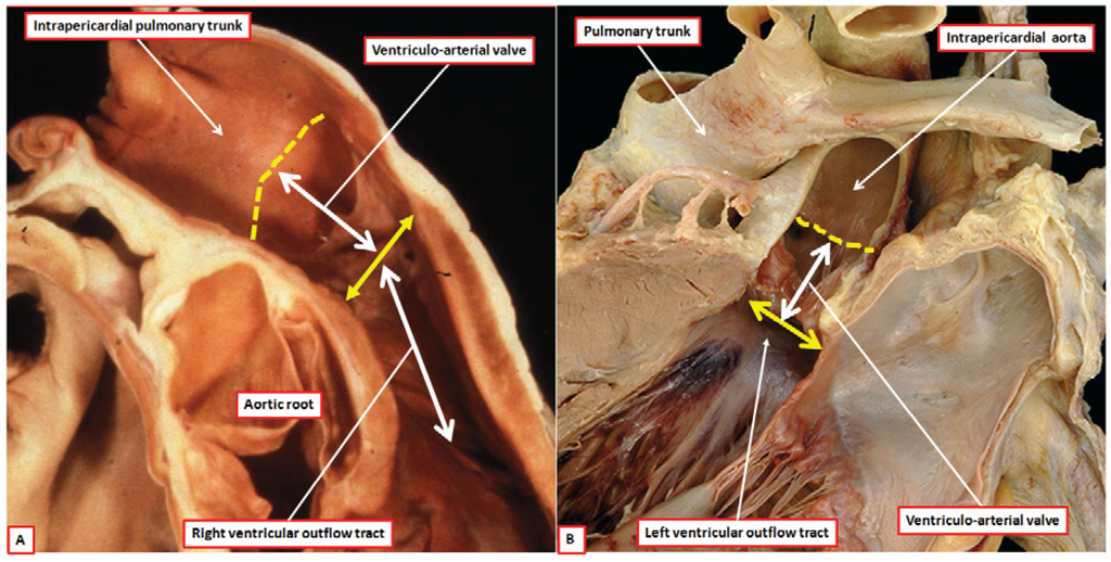 Jcdd 01 00177 g001 1024