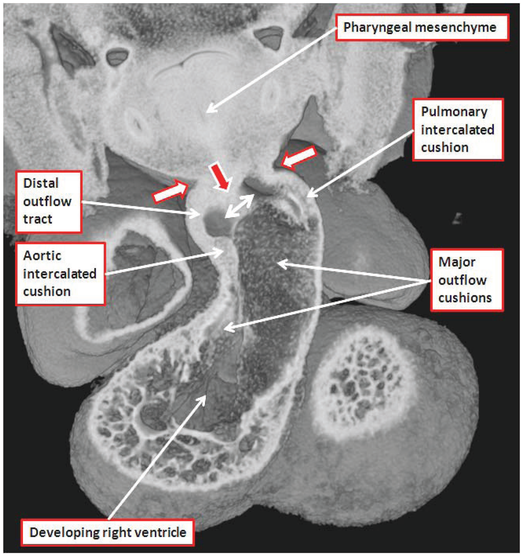 Jcdd 01 00177 g007 1024