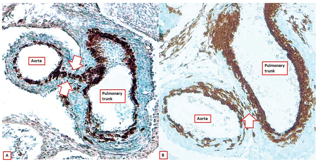 Jcdd 01 00177 g009 1024