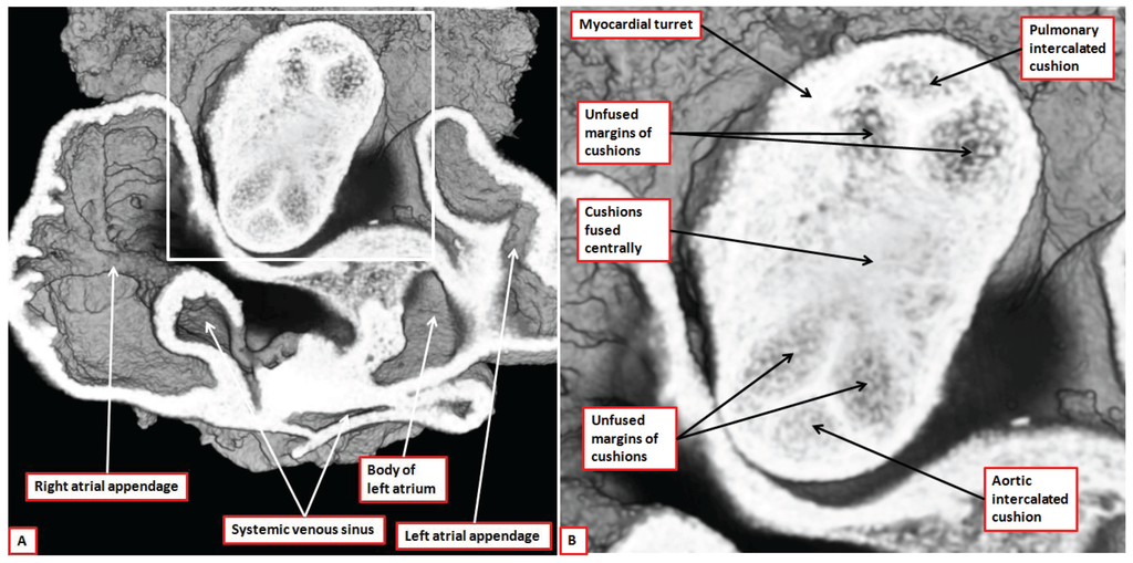 Jcdd 01 00177 g010 1024