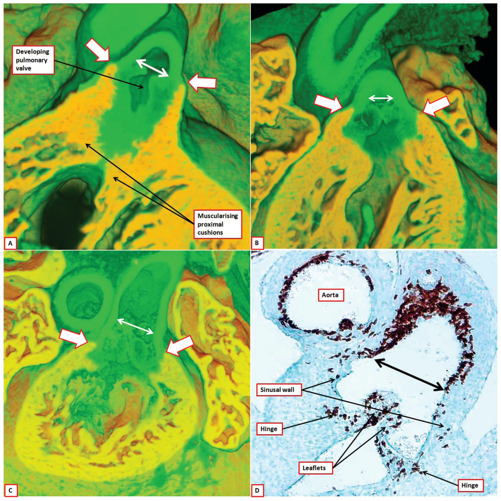 Jcdd 01 00177 g011 1024