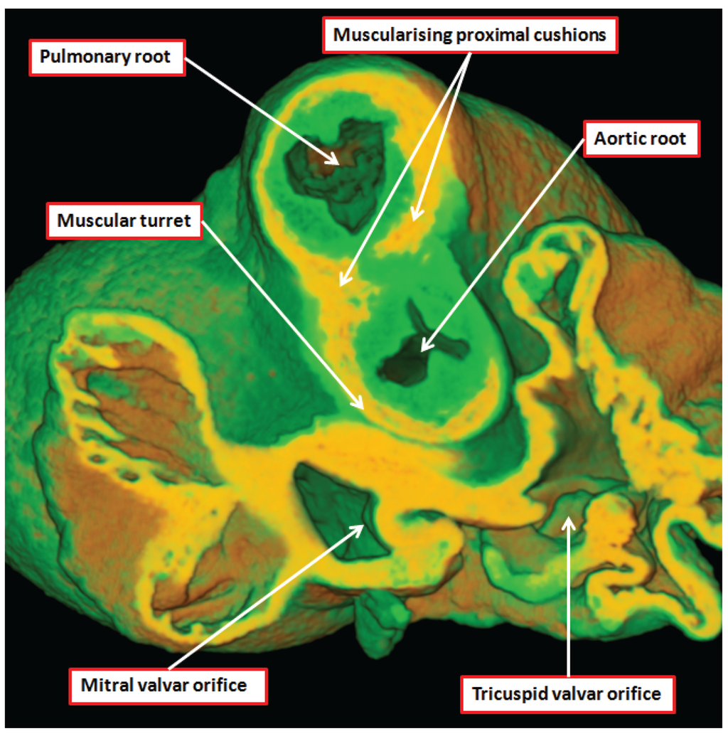 Jcdd 01 00177 g013 1024