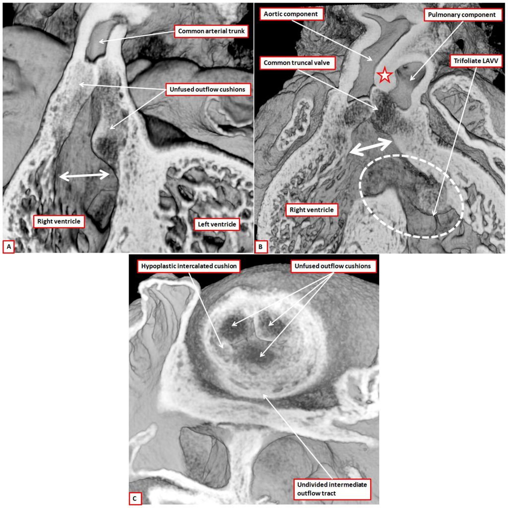 Jcdd 01 00177 g015 1024