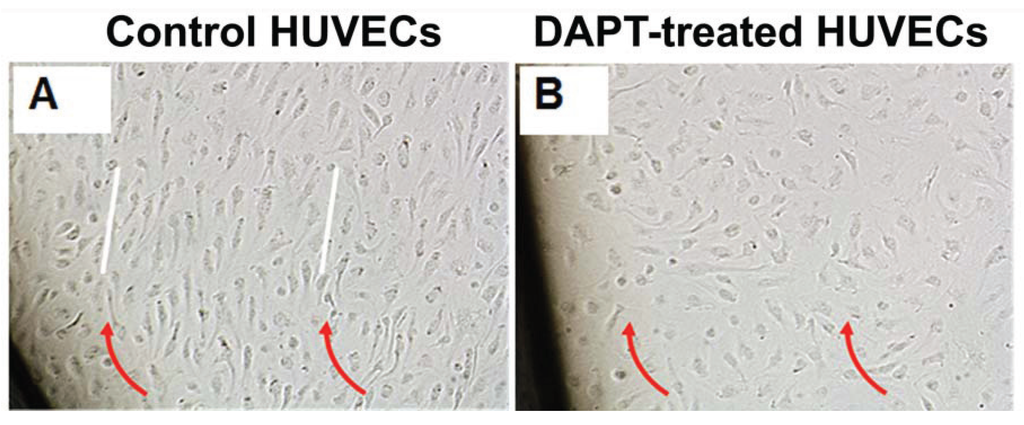 Jcdd 01 00237 g007 1024