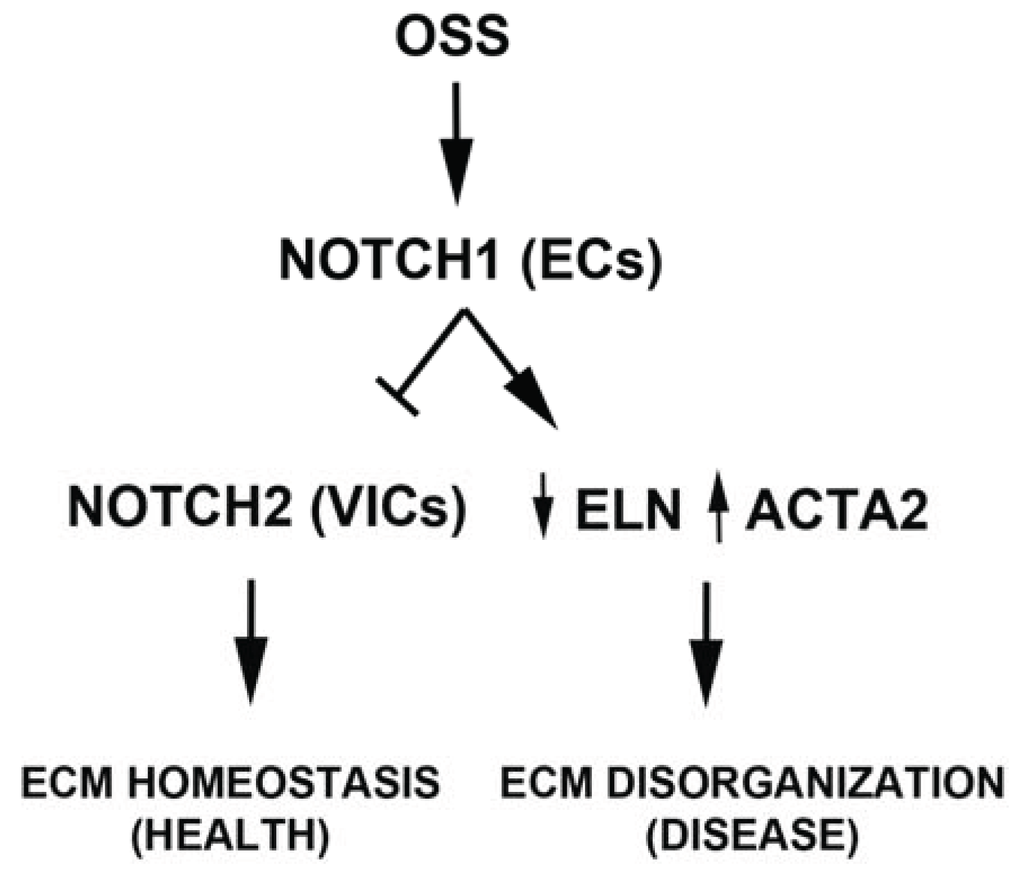 Jcdd 01 00237 g008 1024