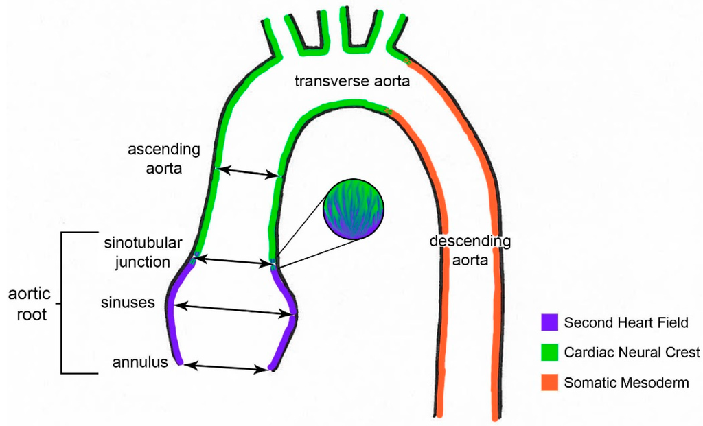 Jcdd 02 00017 g001 1024