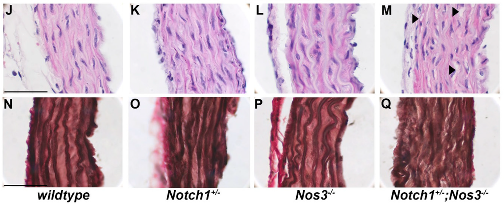 Jcdd 02 00017 g003b 1024