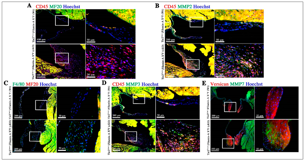 Jcdd 02 00200 g003 1024