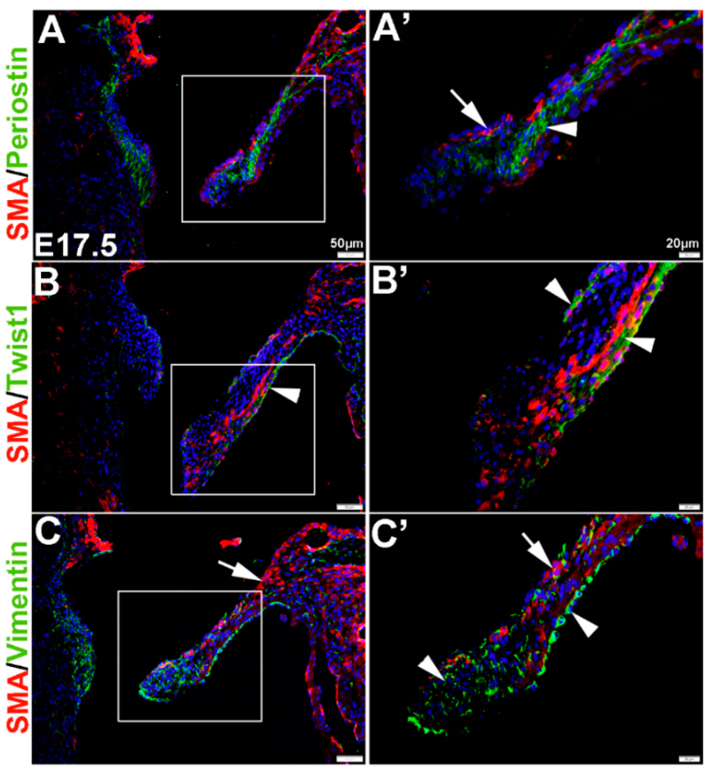 Jcdd 02 00214 g002 1024