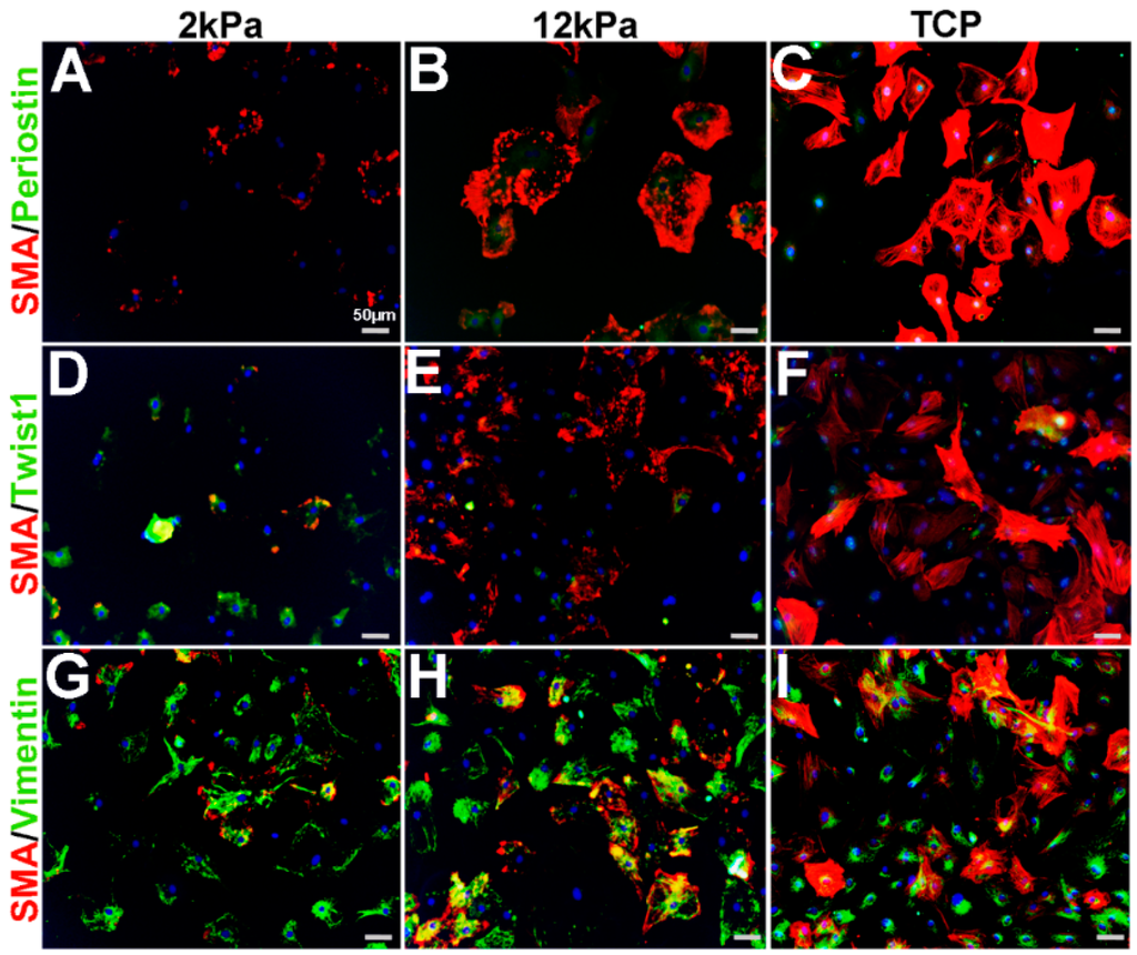 Jcdd 02 00214 g005 1024