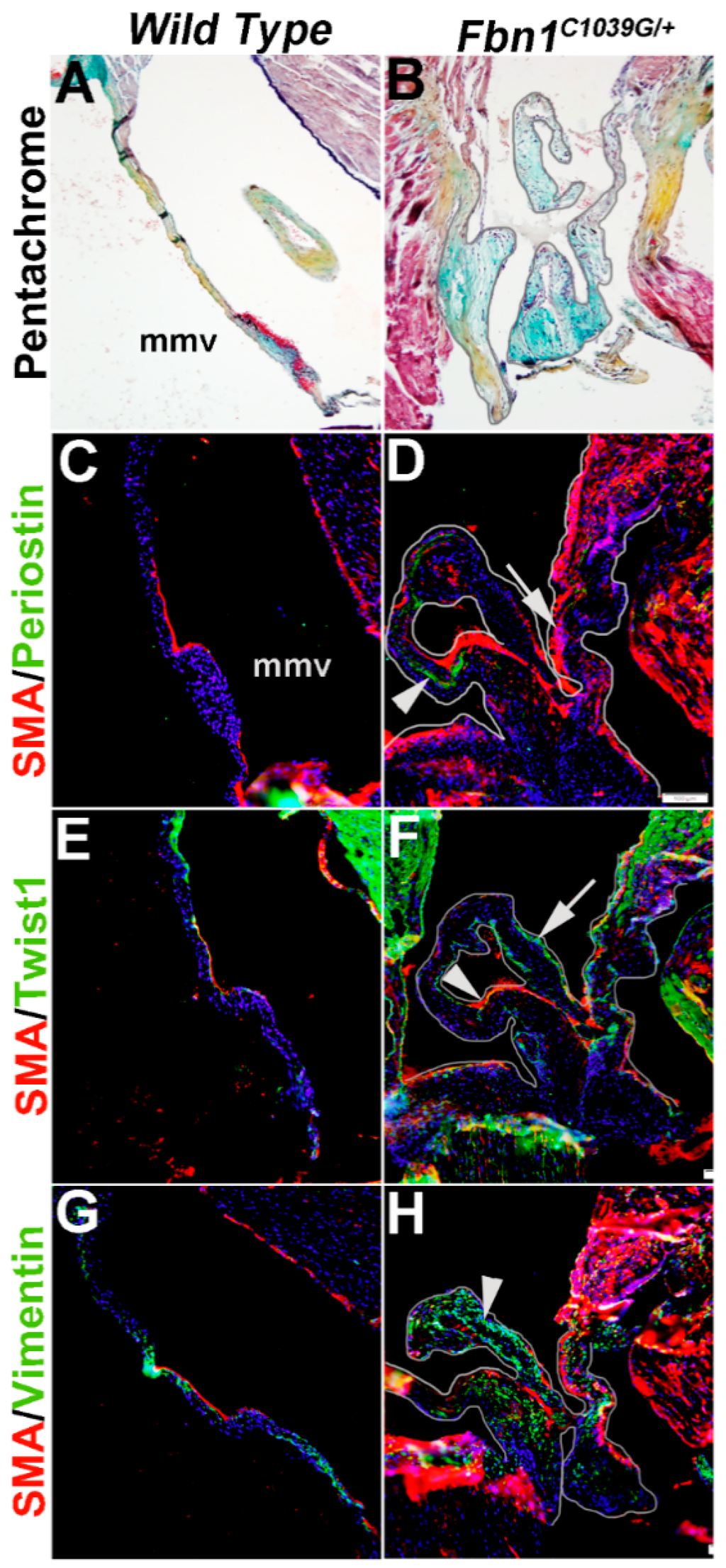 Jcdd 02 00214 g007 1024