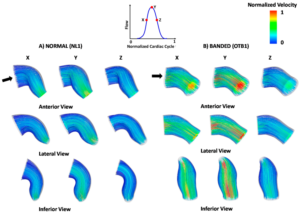 Jcdd 03 00001 g006 1024