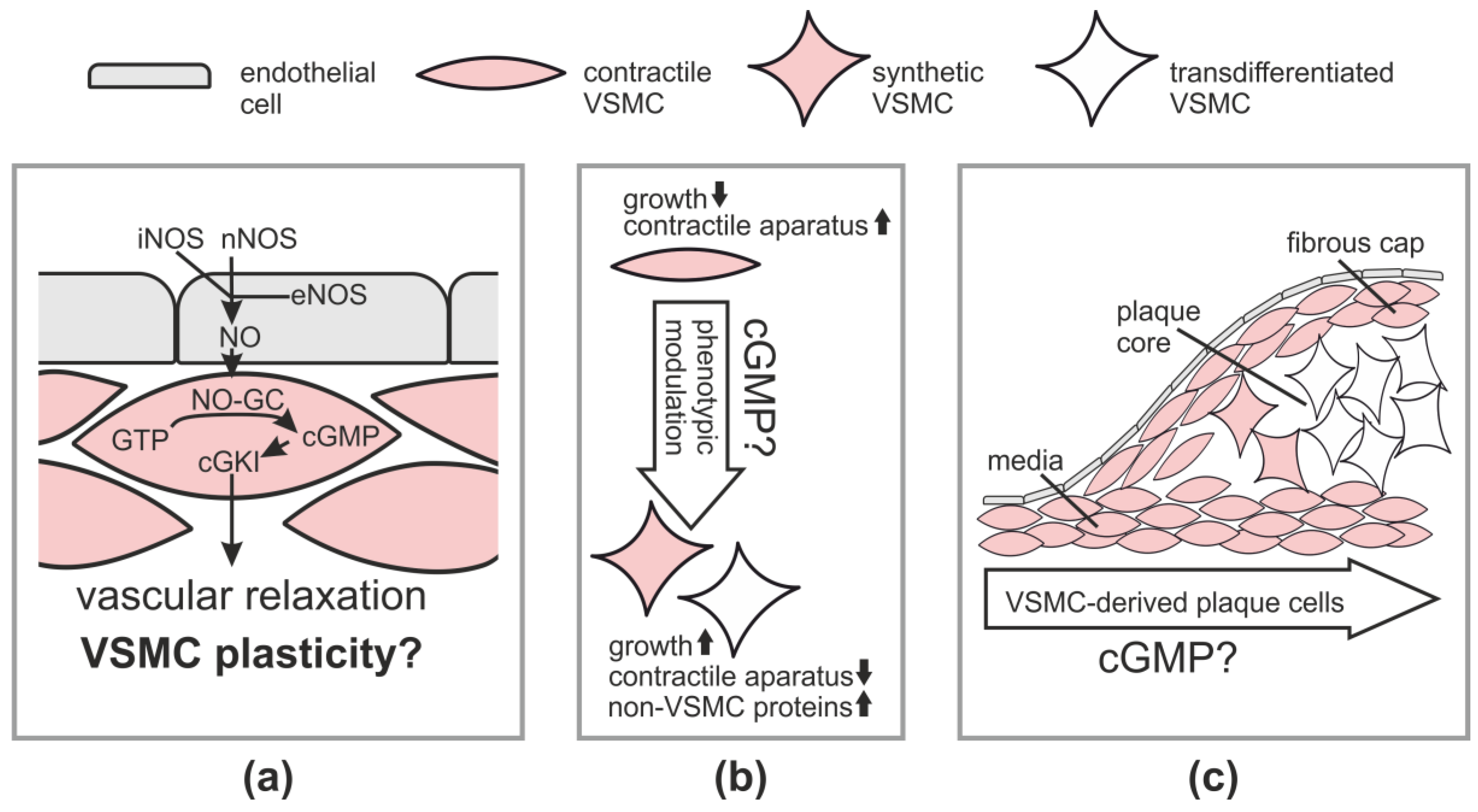 Jcdd 05 00020 g001 Jcdd 05 00020 g001