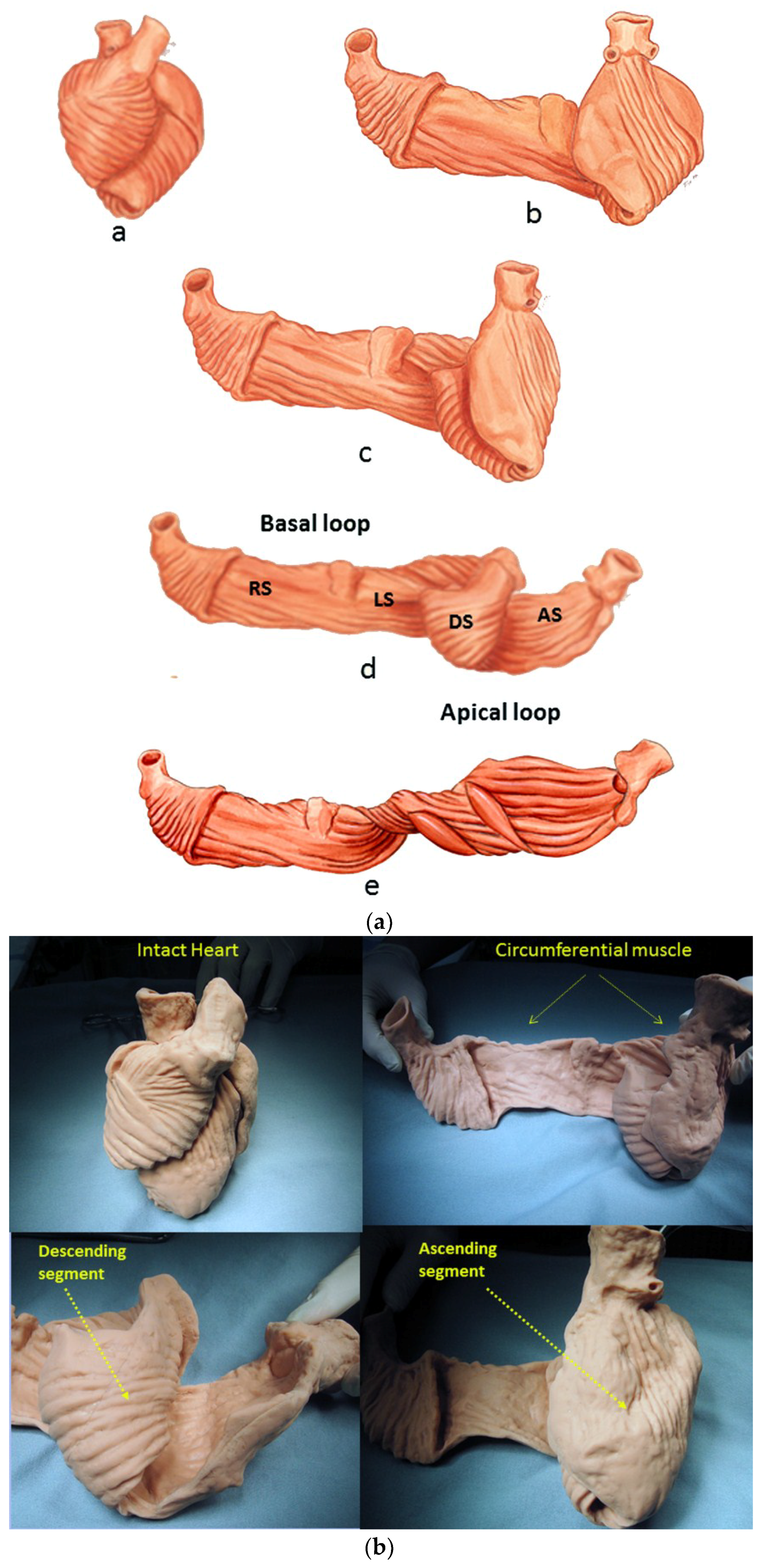 Jcdd 05 00033 g001 Jcdd 05 00033 g001