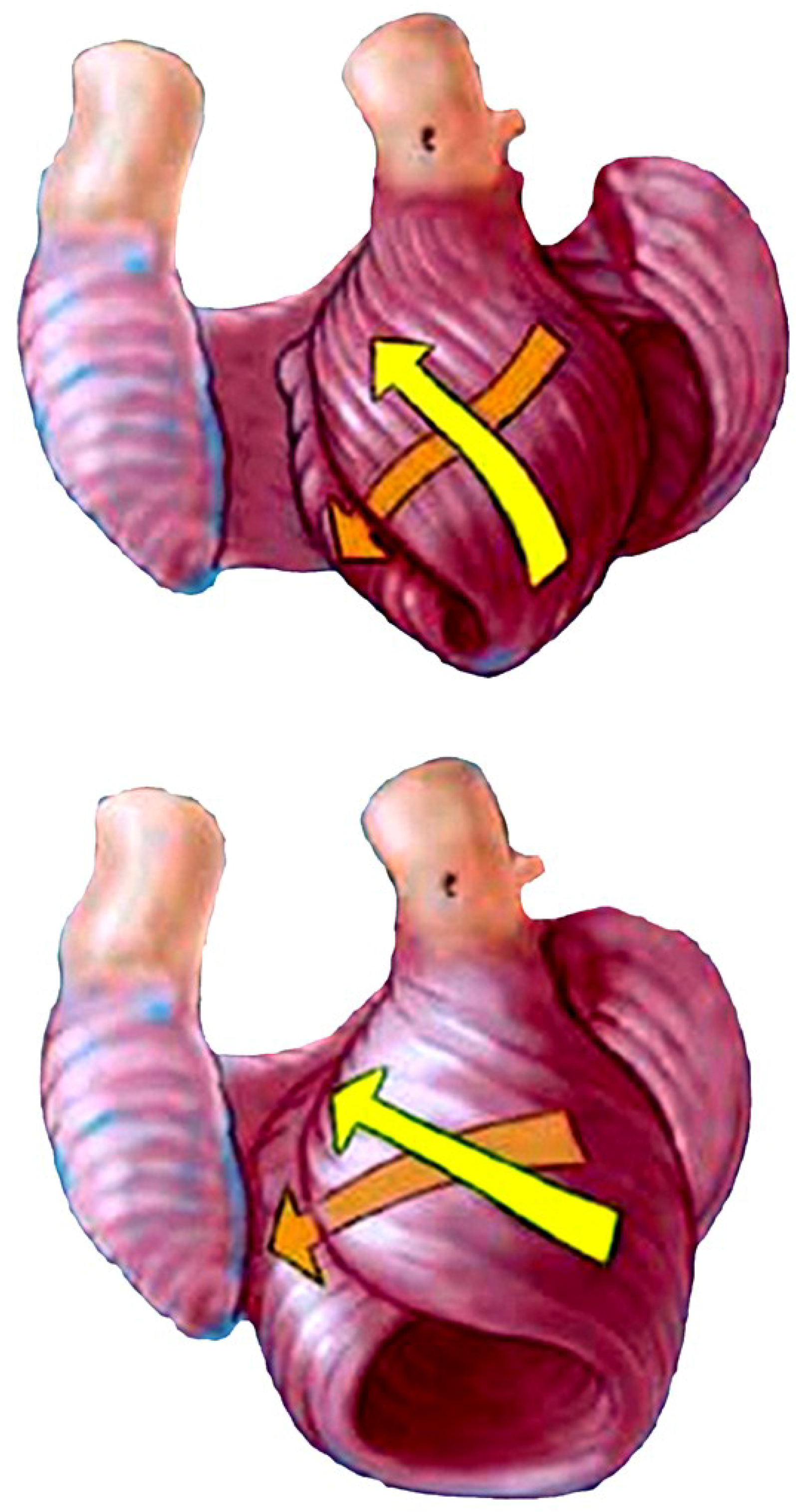 Jcdd 05 00033 g012 Jcdd 05 00033 g012