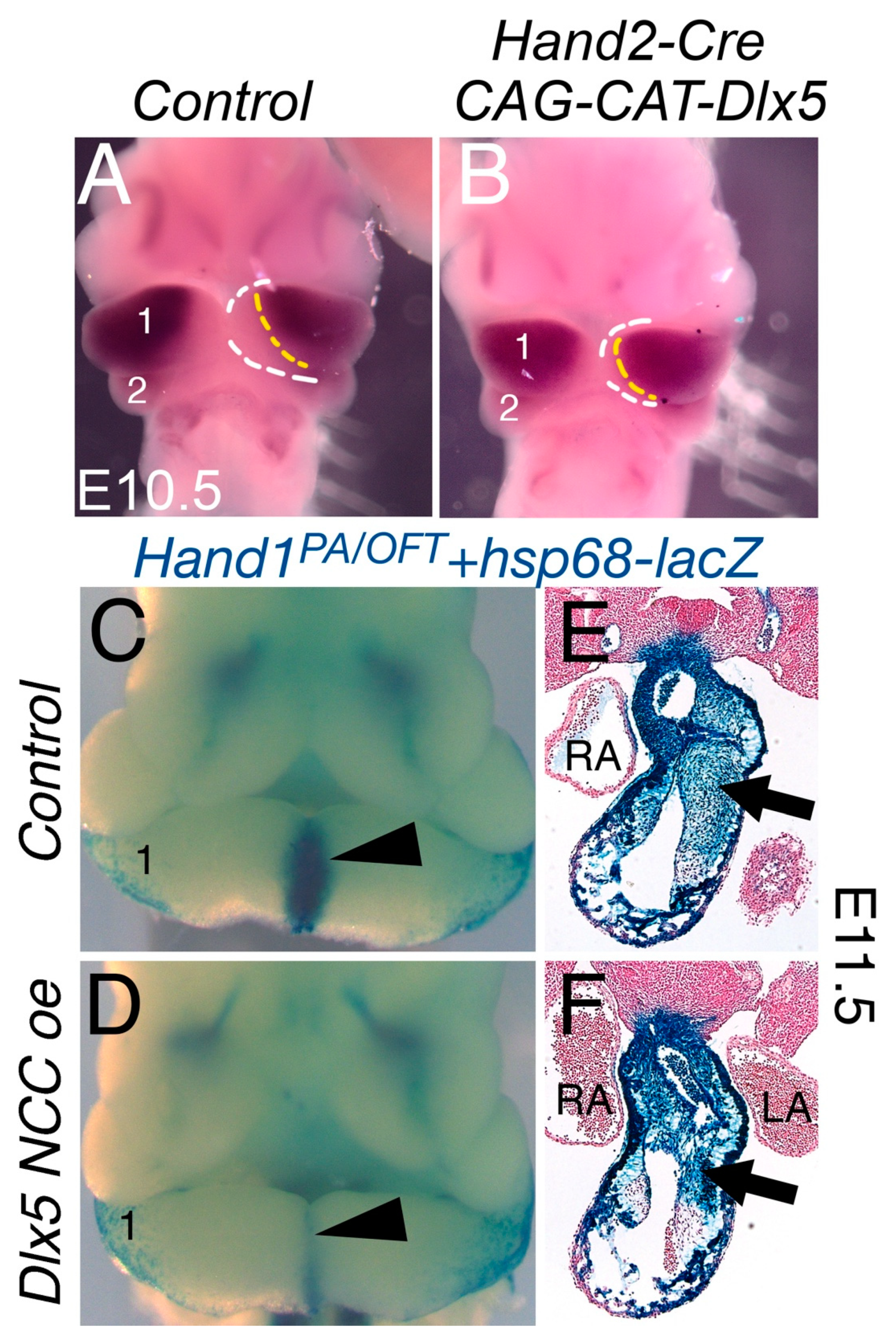 Jcdd 07 00013 g002 Jcdd 07 00013 g002