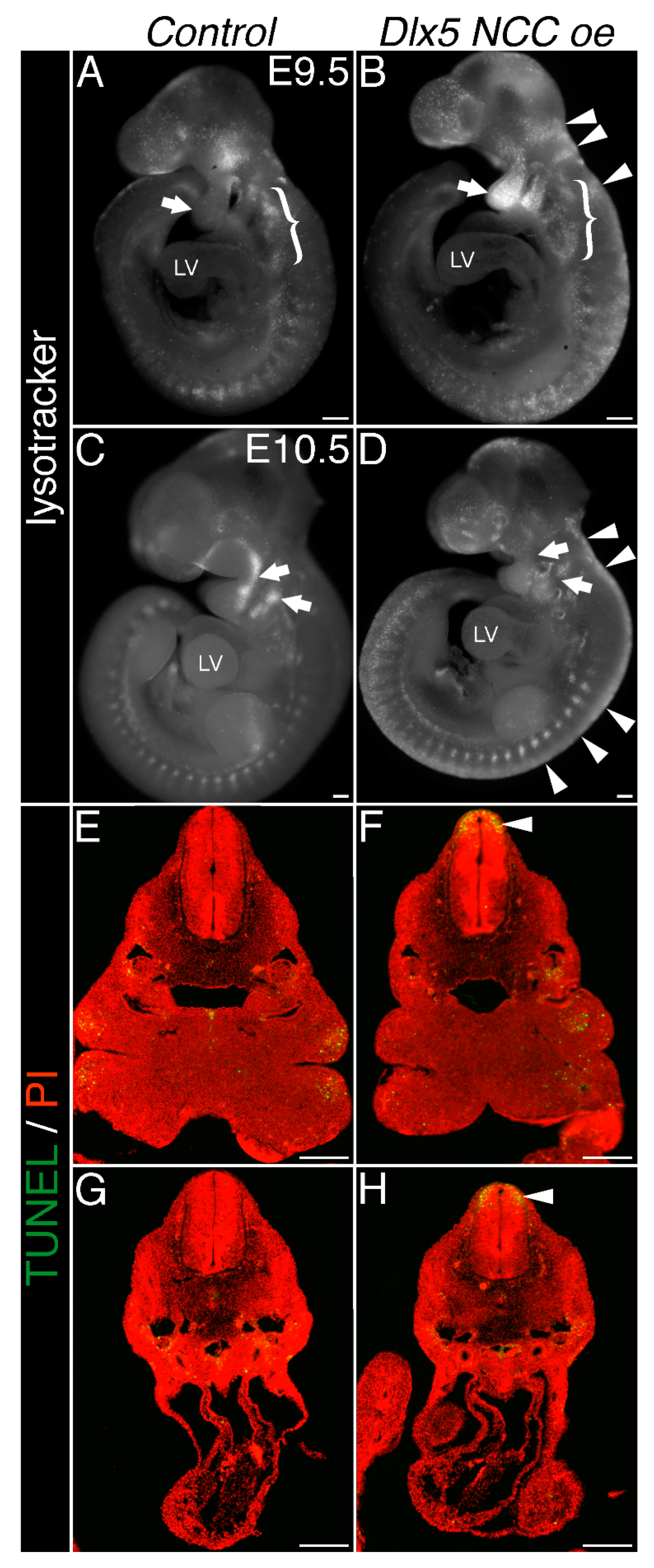 Jcdd 07 00013 g005 Jcdd 07 00013 g005
