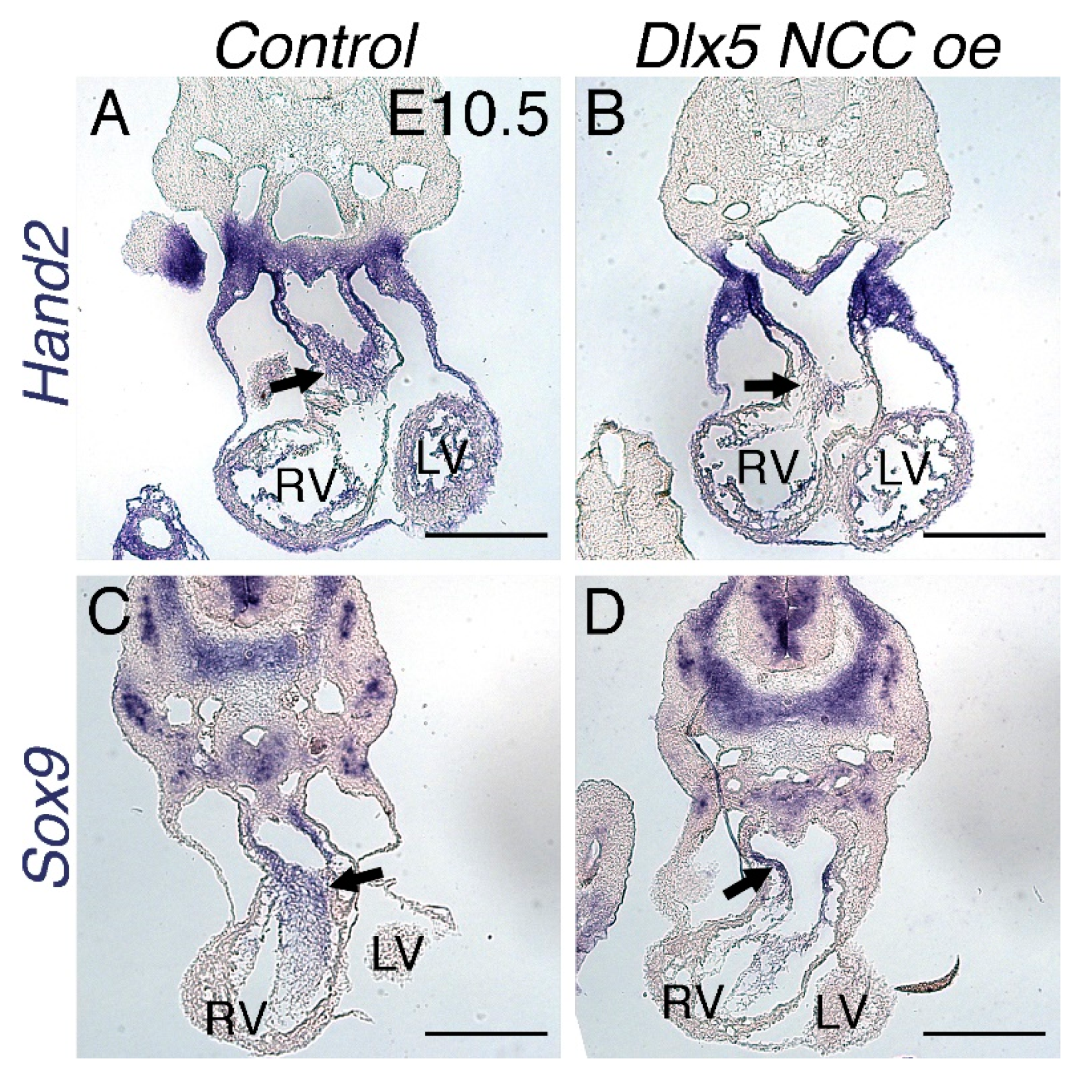Jcdd 07 00013 g006 Jcdd 07 00013 g006