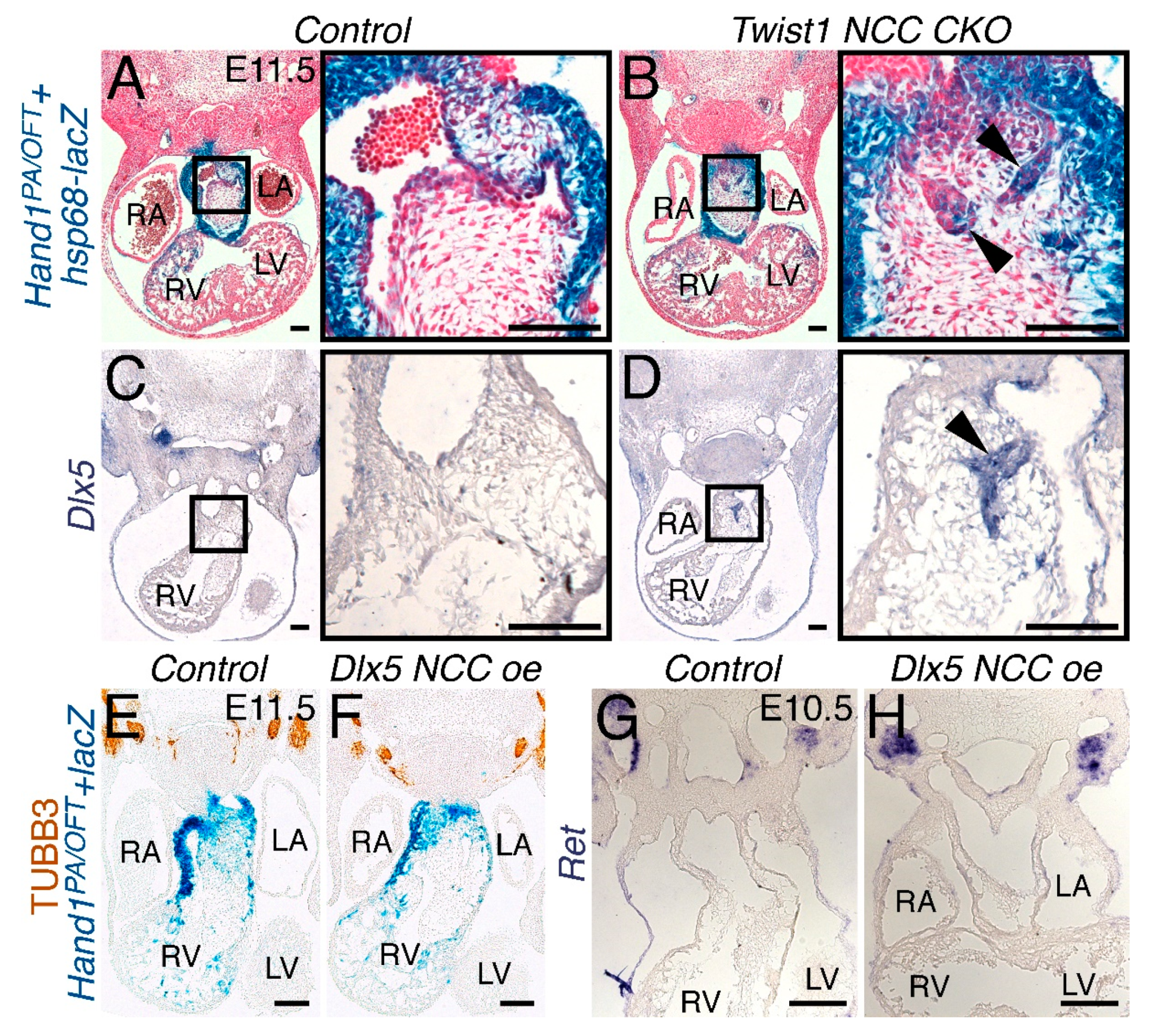 Jcdd 07 00013 g007 Jcdd 07 00013 g007