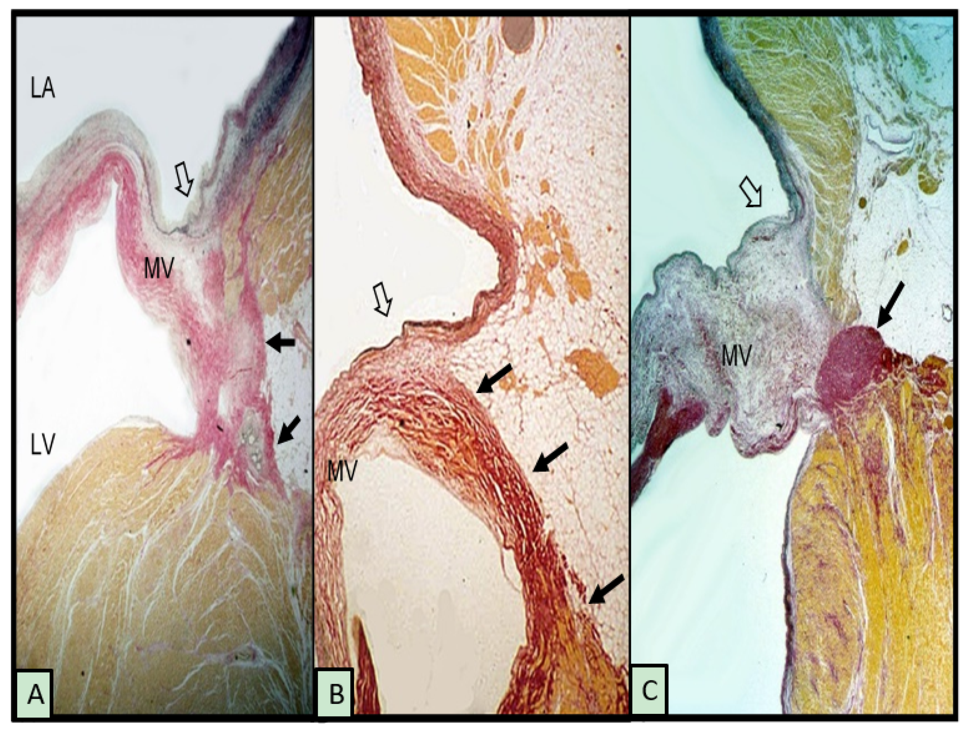 Jcdd 08 00009 g001 Jcdd 08 00009 g001