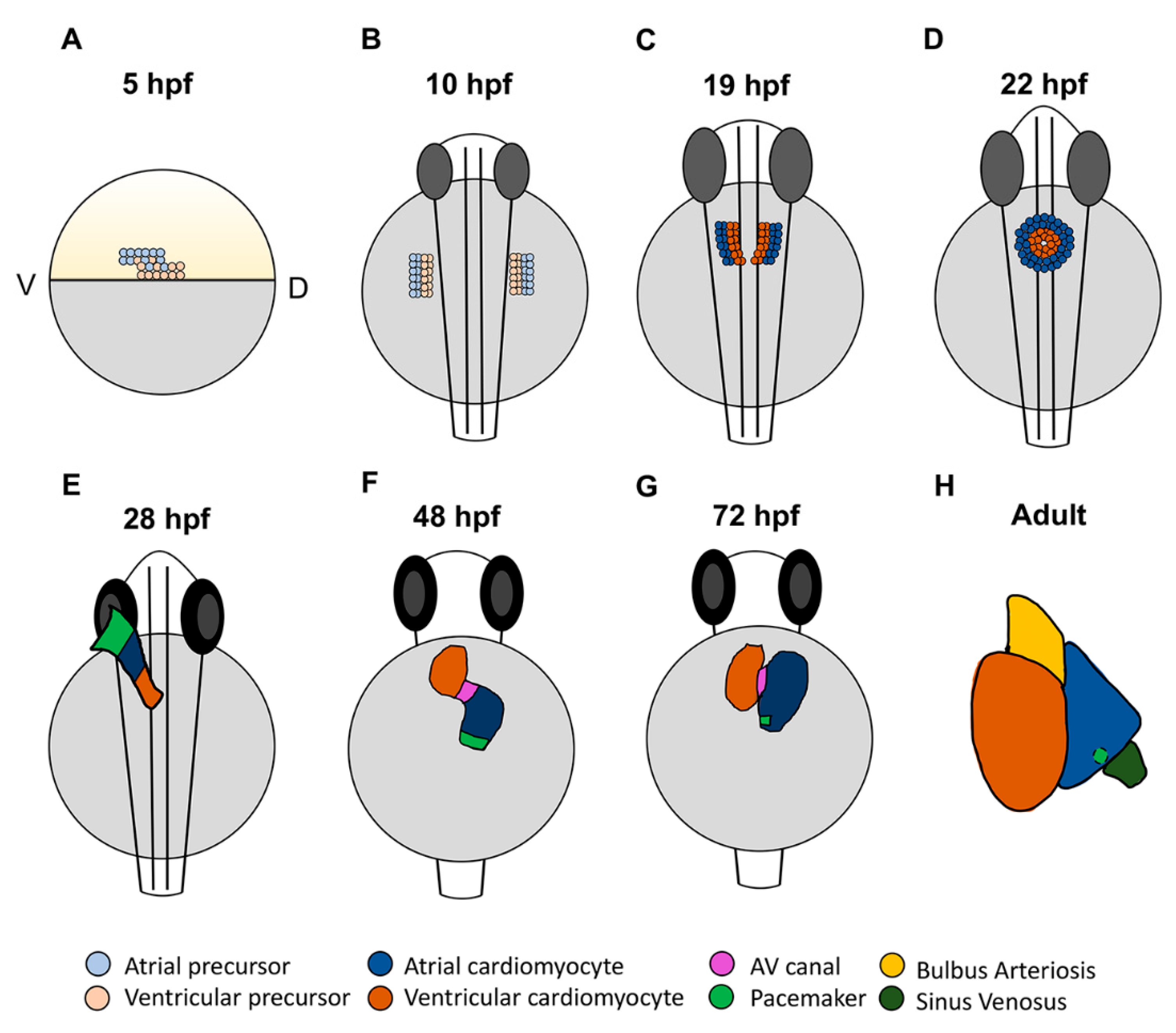 Jcdd 08 00015 g001 Jcdd 08 00015 g001