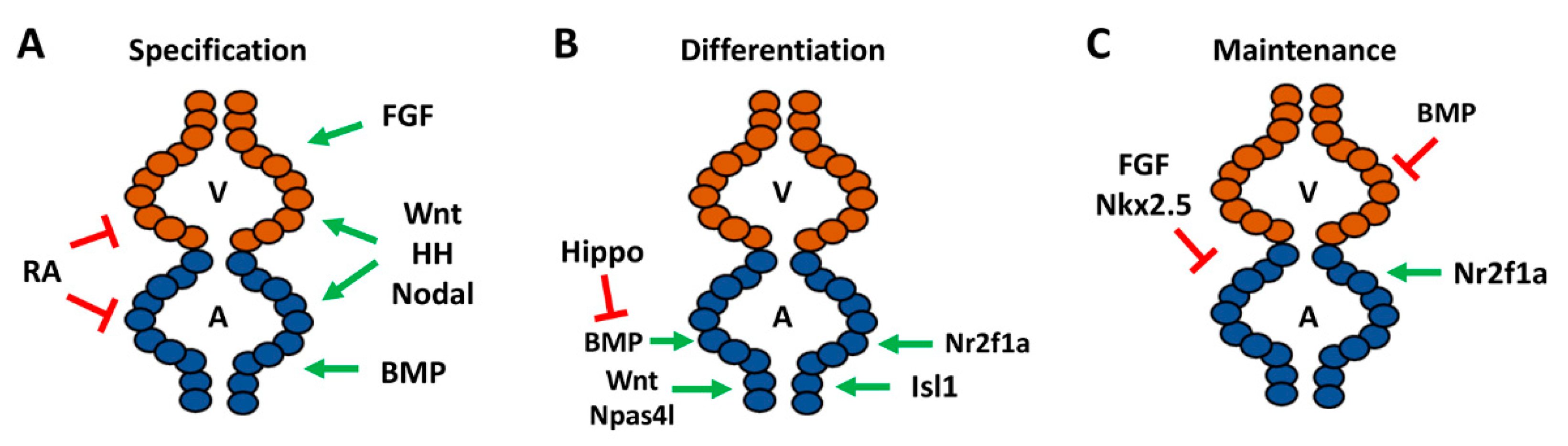 Jcdd 08 00015 g002 Jcdd 08 00015 g002