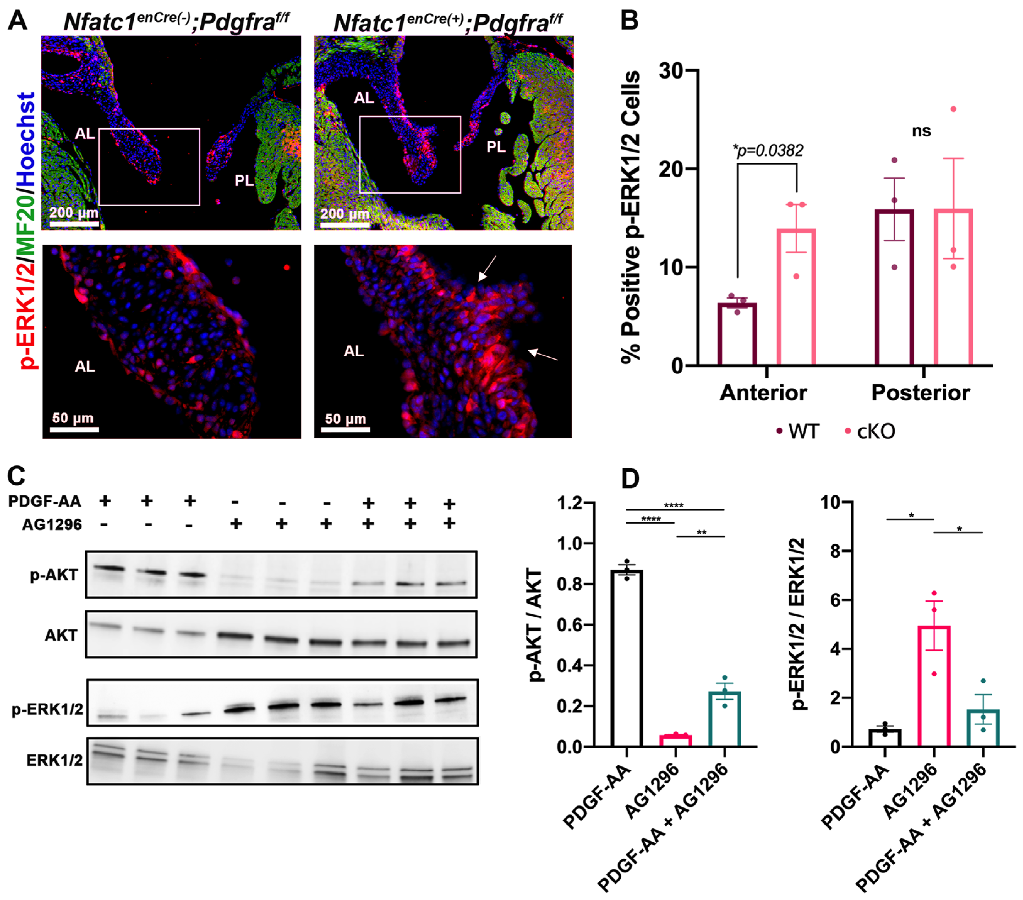 Jcdd 08 00028 g006 Jcdd 08 00028 g006