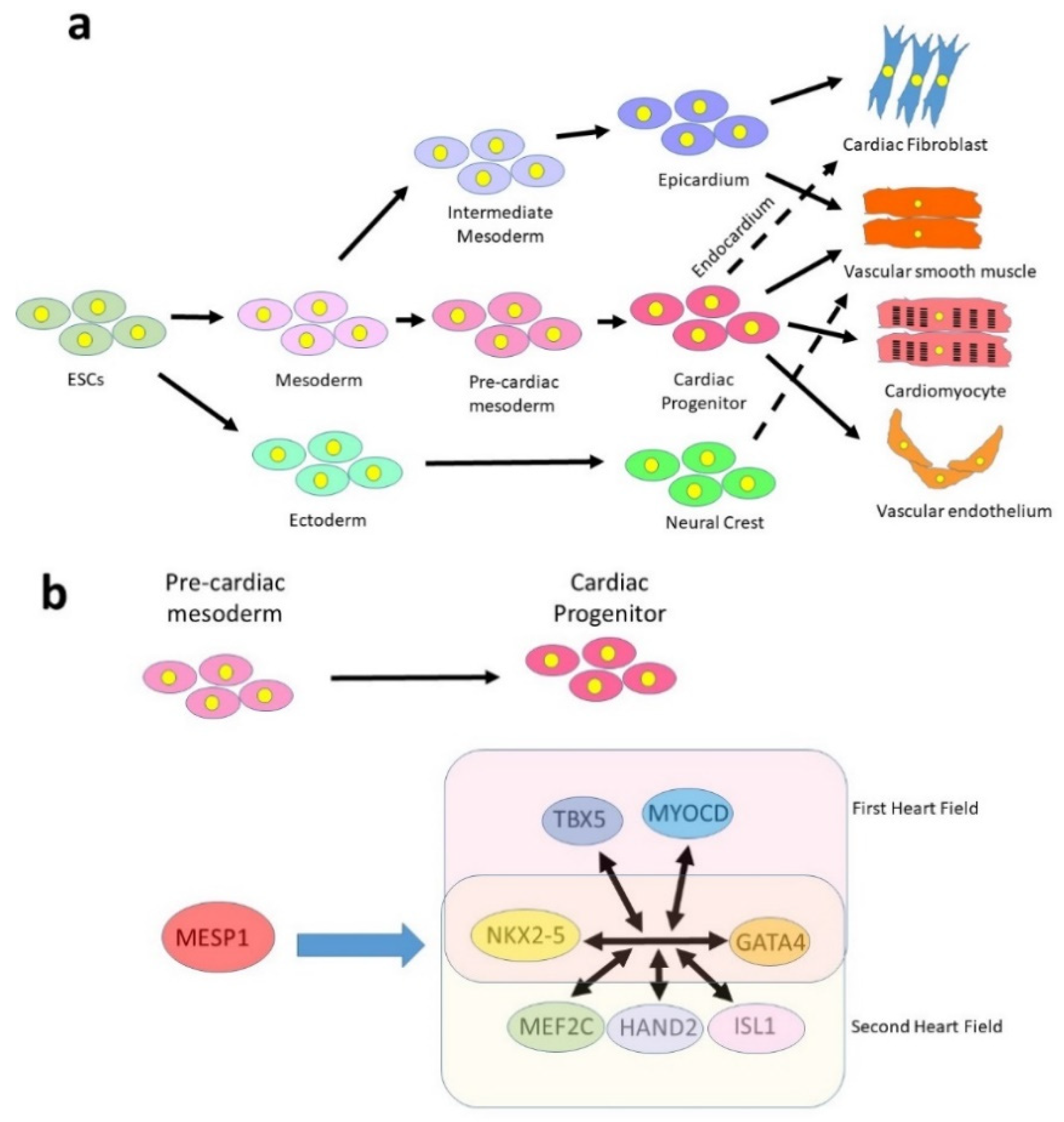 Jcdd 08 00072 g001 Jcdd 08 00072 g001