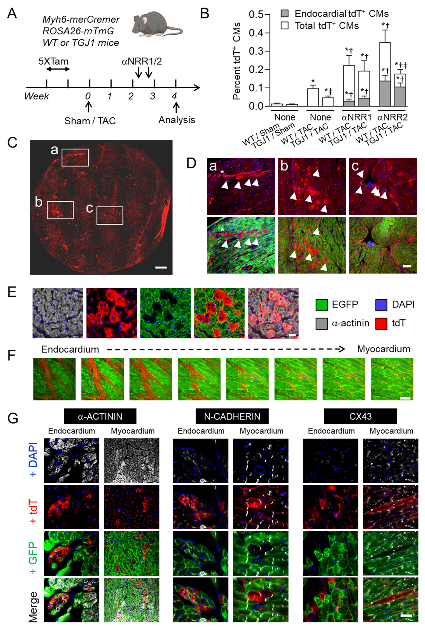 Jcdd 09 00111 g005 Jcdd 09 00111 g005