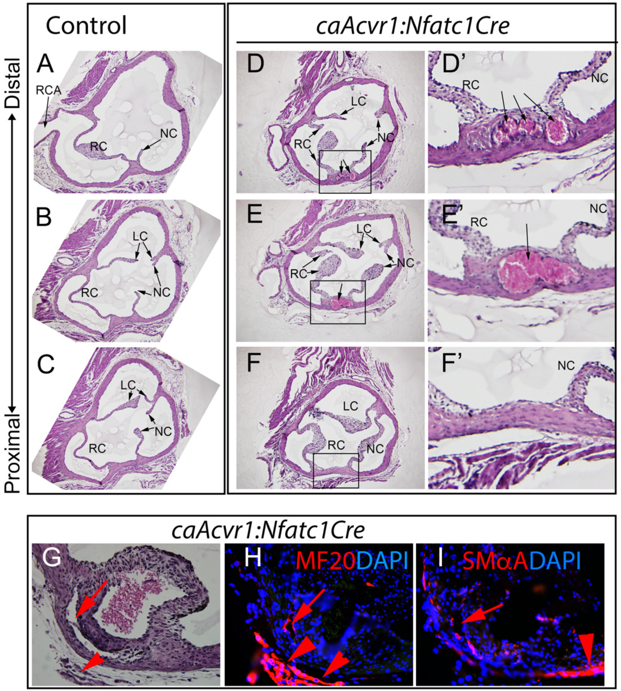 Jcdd 09 00272 g003 Jcdd 09 00272 g003
